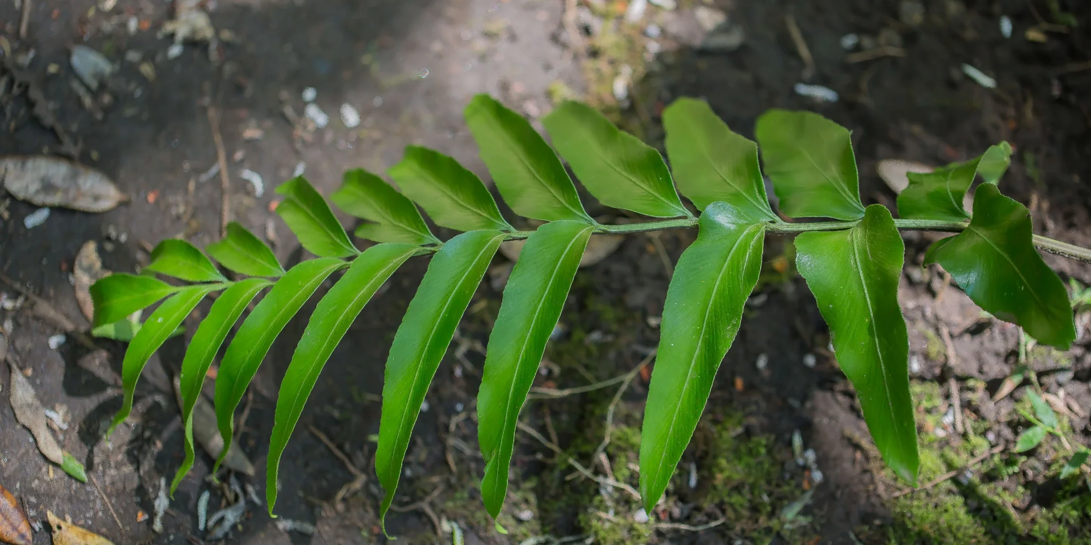 Shining Spleenwort,-569d.jpg