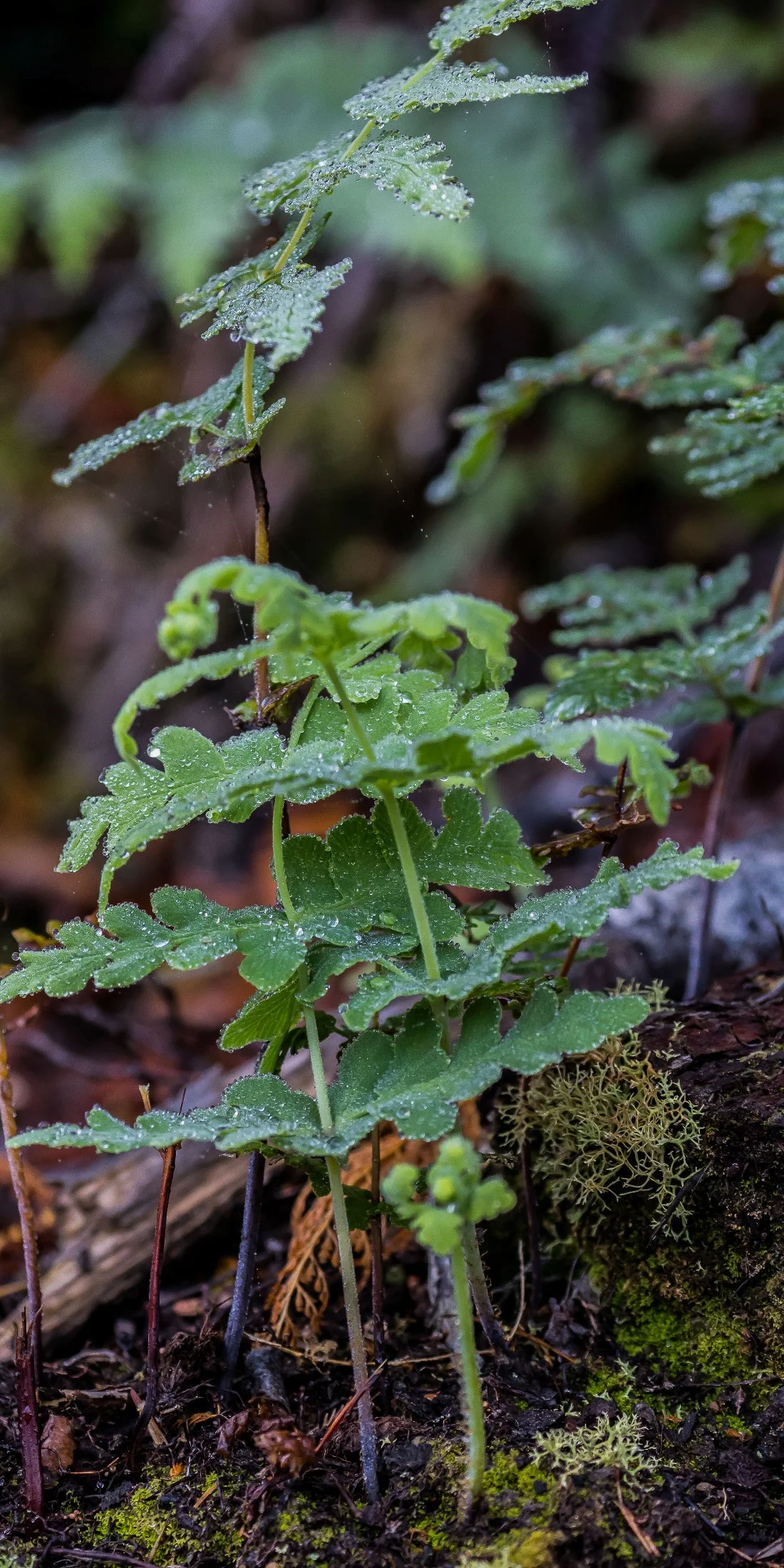 Water Fern,-755d.jpg