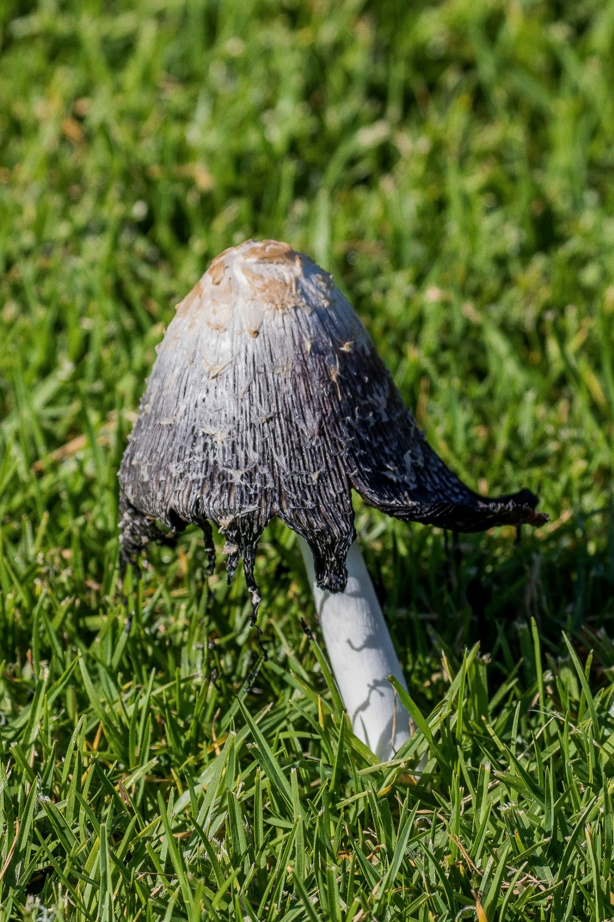 Fungi,-188d.jpg