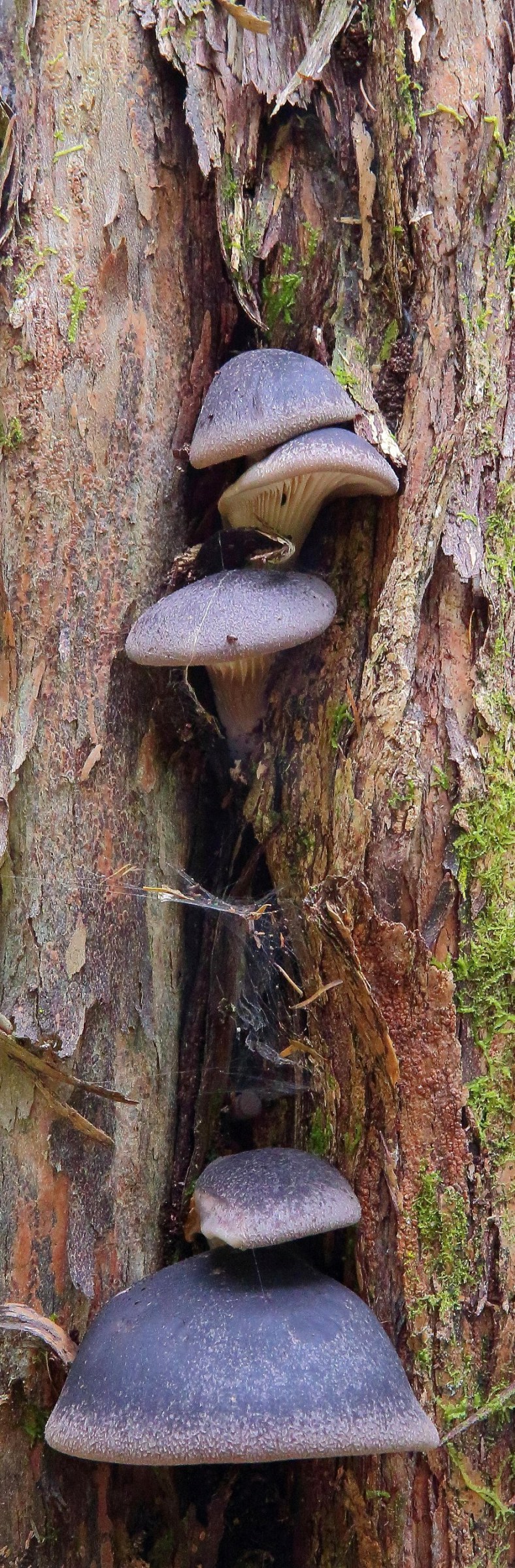 Fungi,191d-.jpg