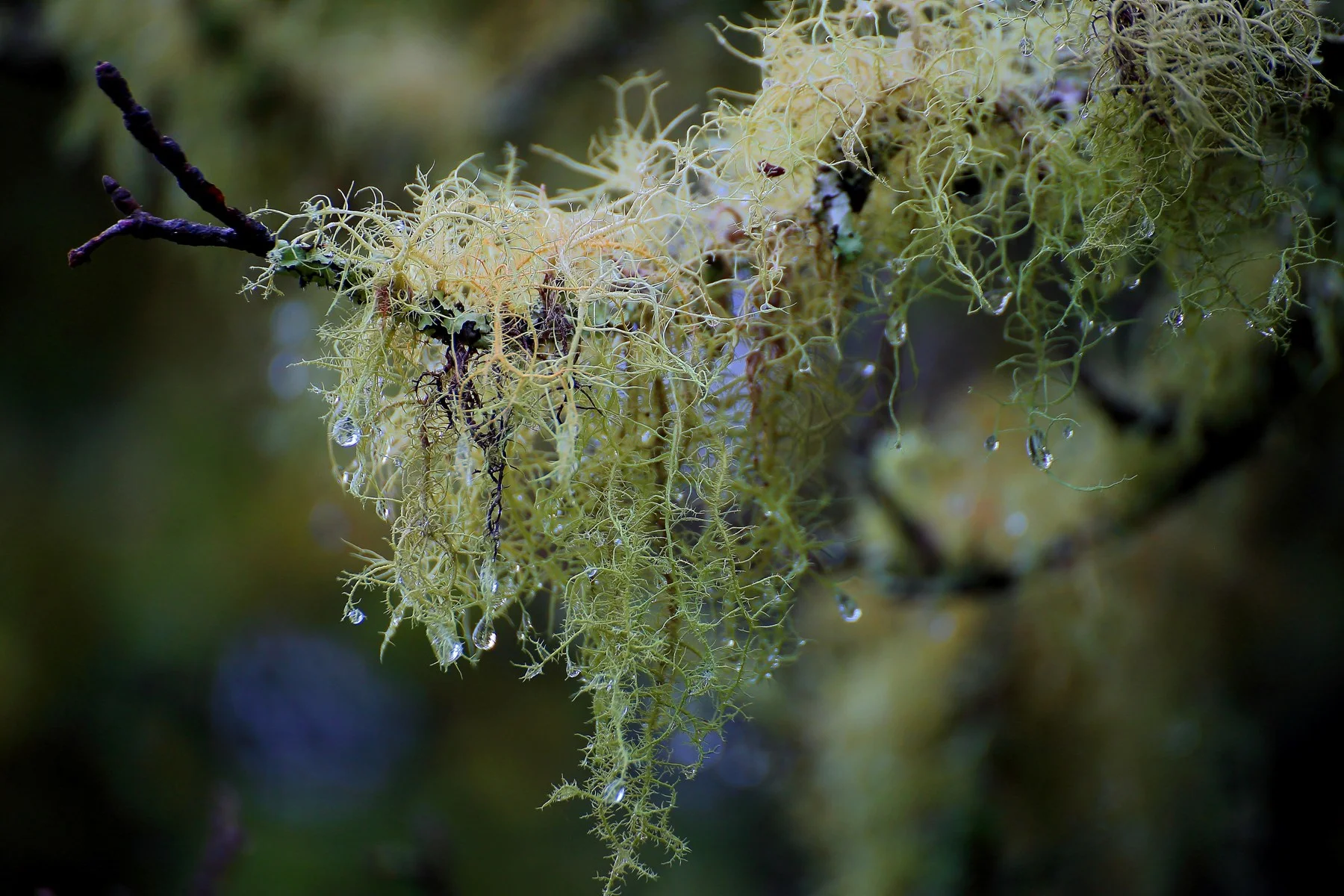 Lichen,-156d.jpg