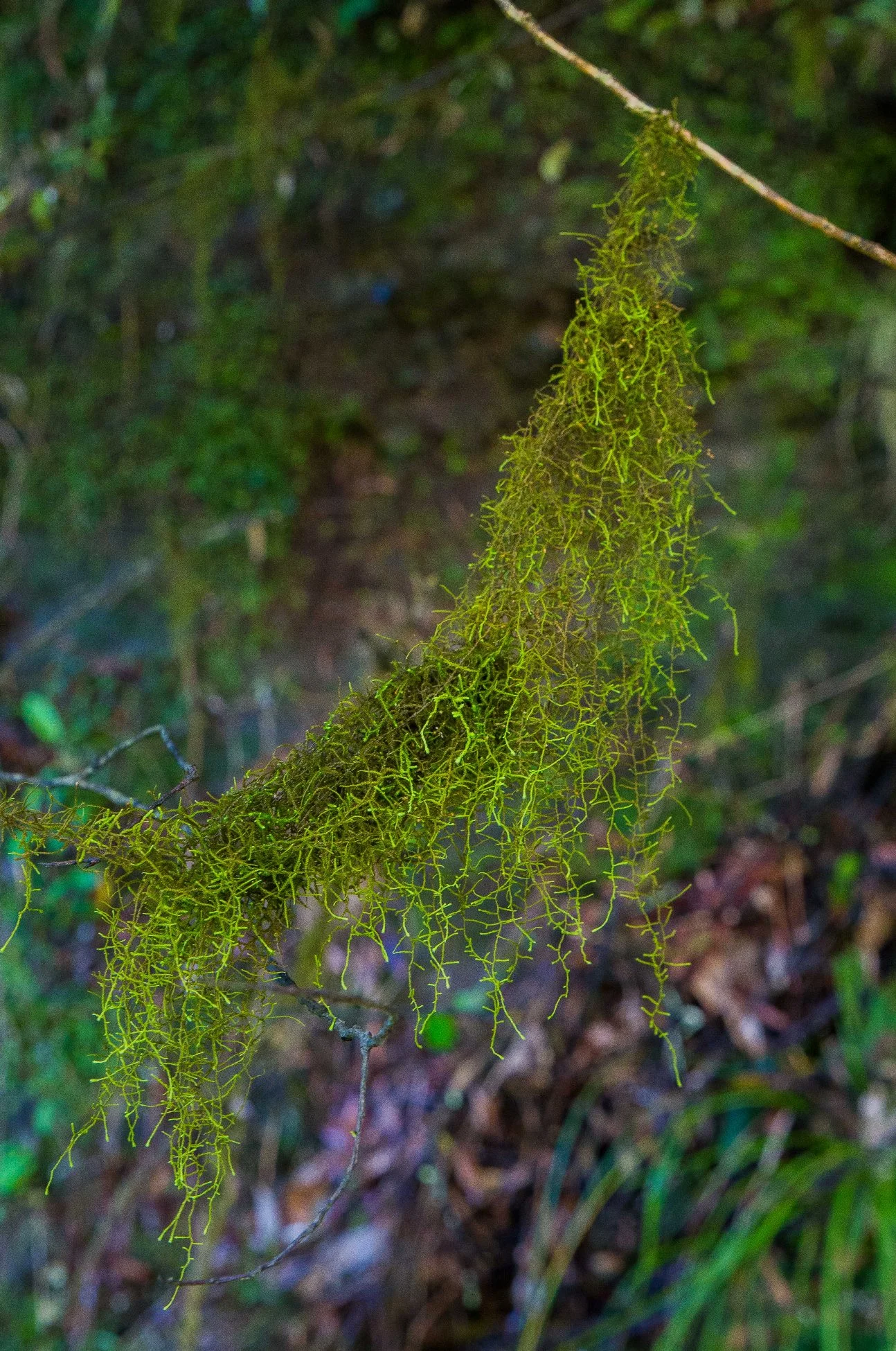 Lichen,Hunua Falls-077d.jpg