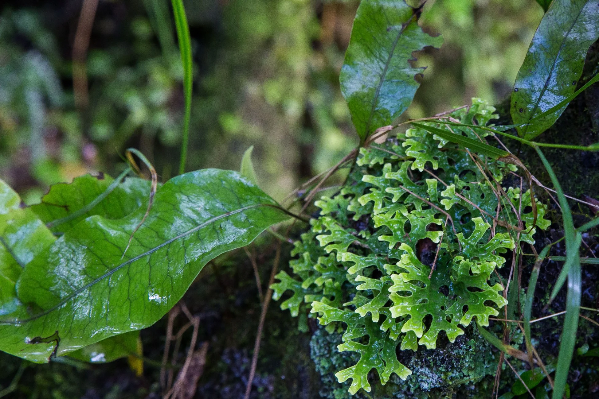 Lichen,Hunua Falls-081d.jpg
