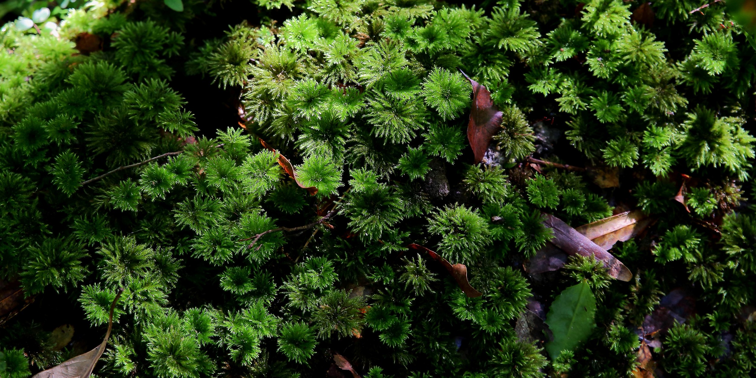 Moss,476d-.jpg