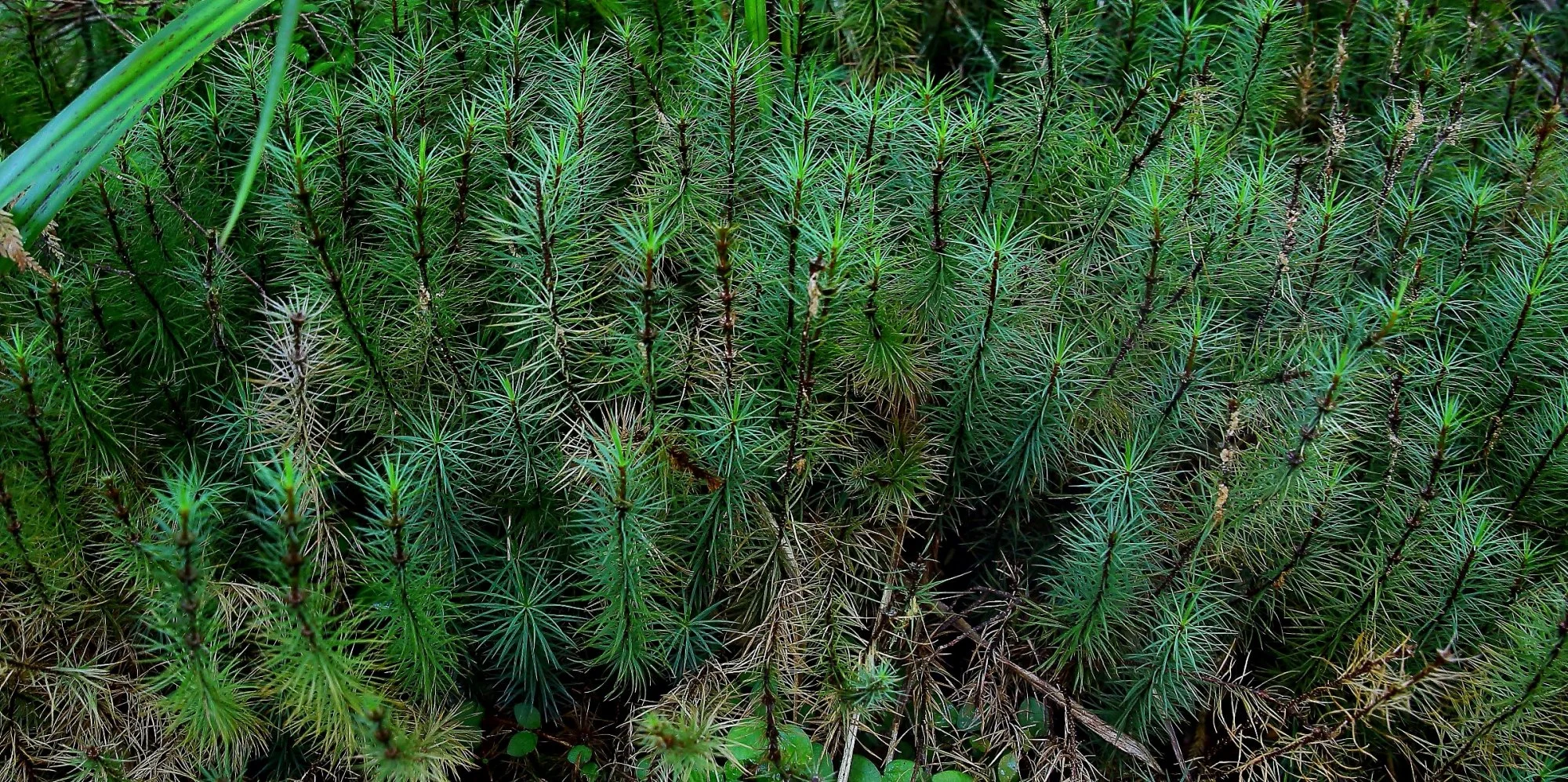 Moss,Dawsonia,481d-.jpg