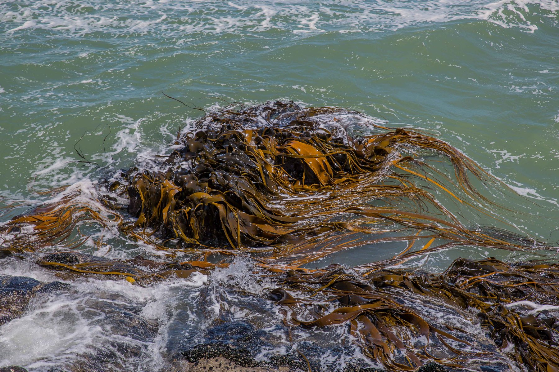 Bull Kelp,-543d.jpg