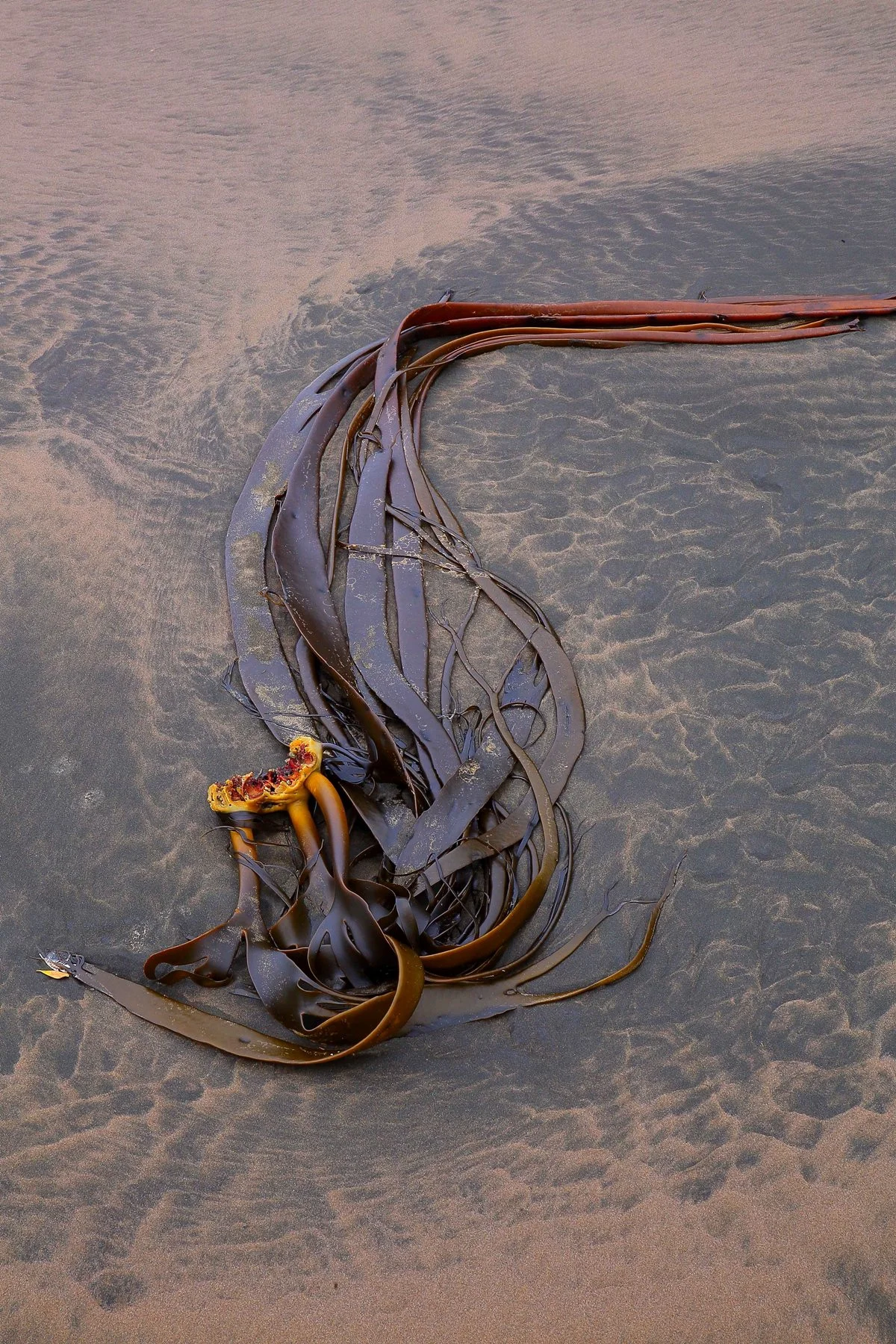 Kelp,-227d.jpg