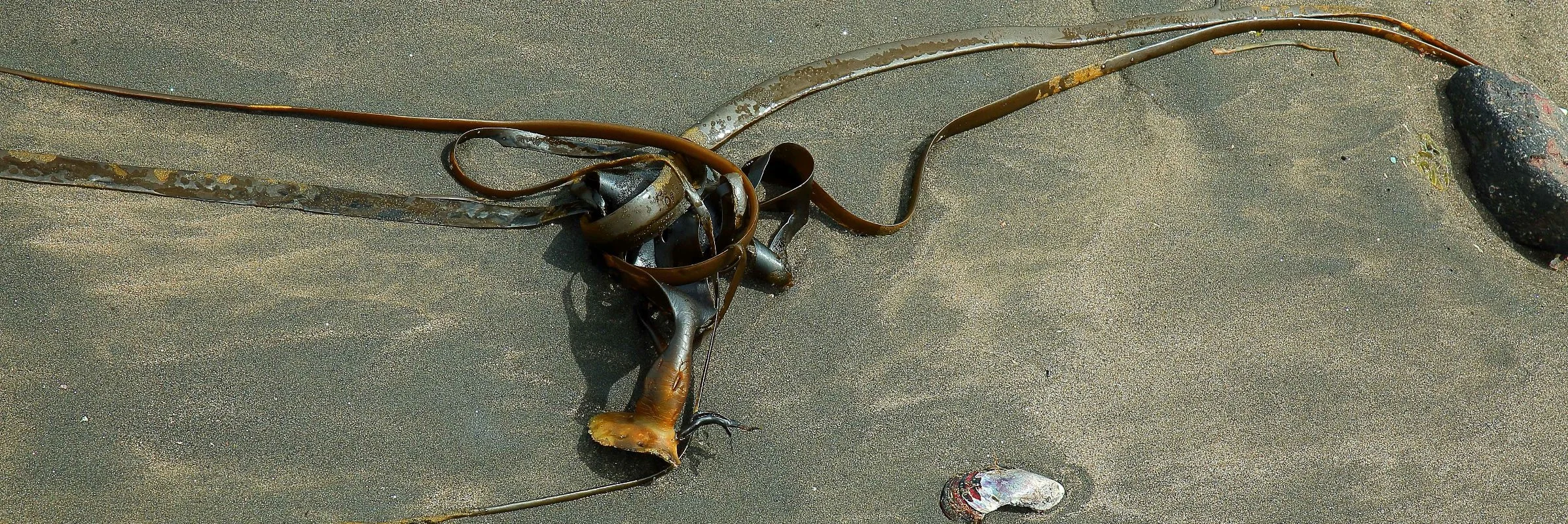 Kelp,026d-.jpg