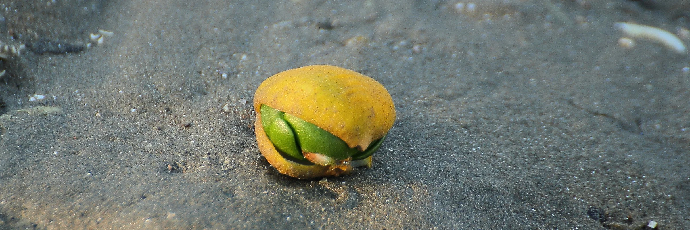 Mangrove seed,035d-.jpg