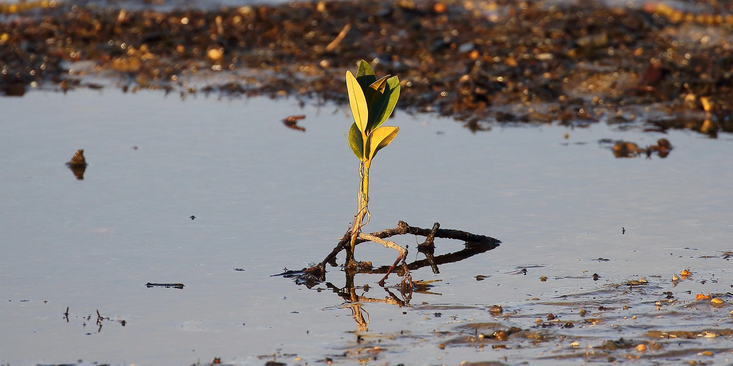 Mangrove seed,-063d.jpg