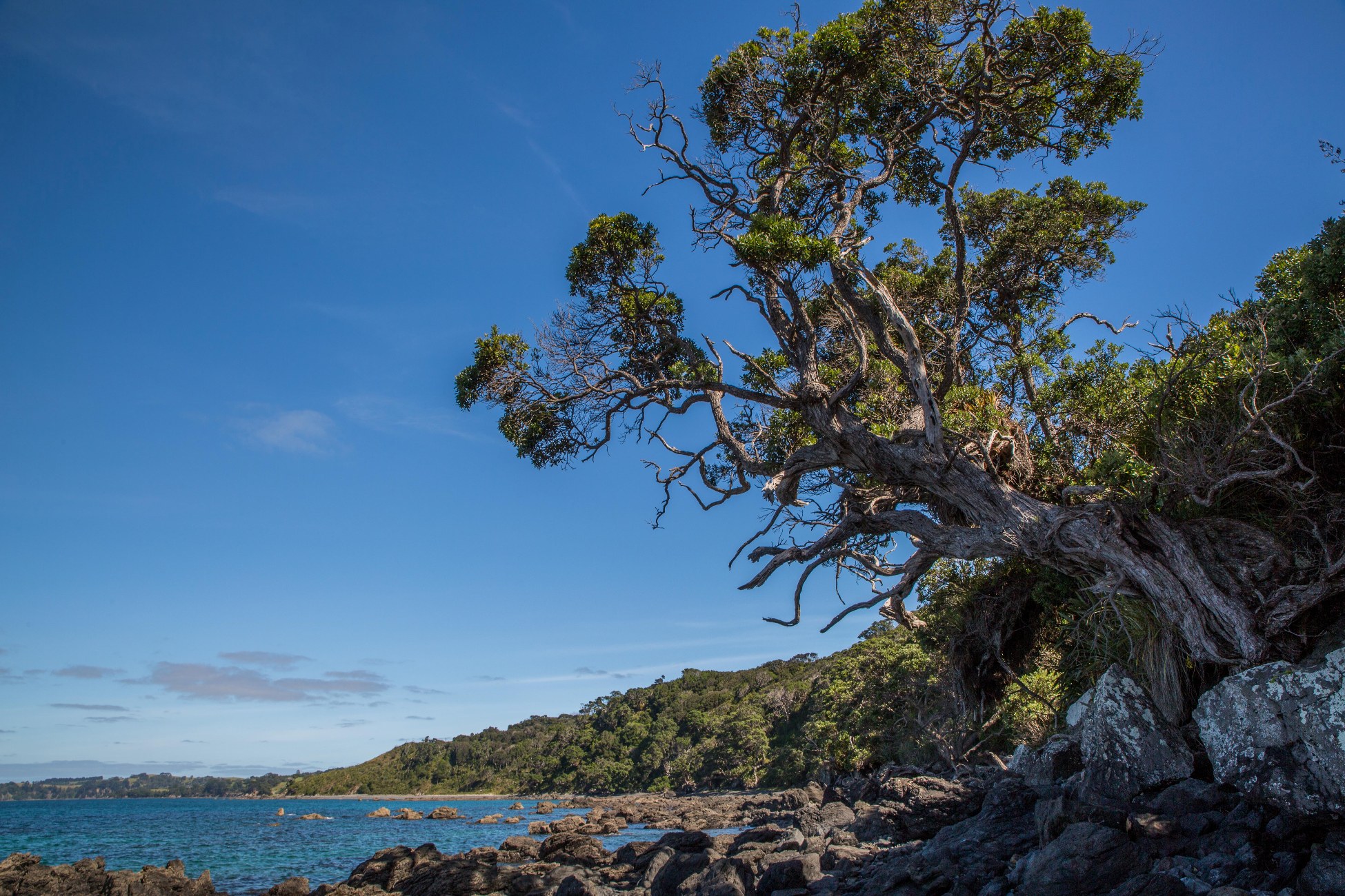 Tawharanui Regional Park,-4196d.jpg