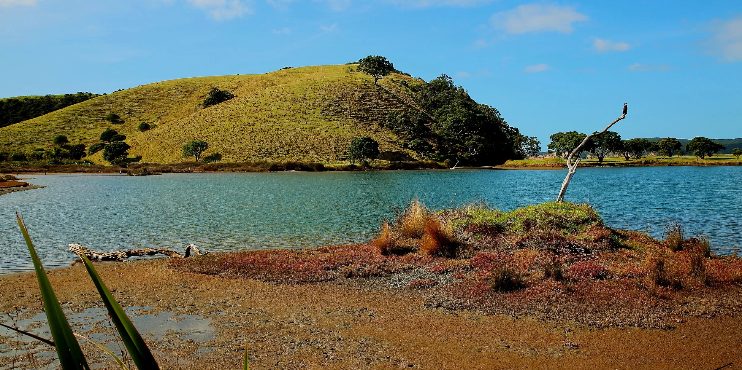 Tawharanui Regional Park,Lagoon 150426 459(21).JPG