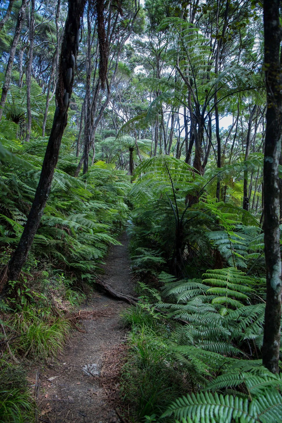 Kakamatua Walk-086d.jpg