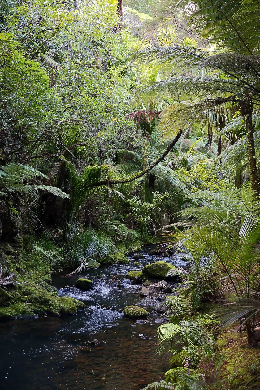 Kitekite Stream-312d.jpg