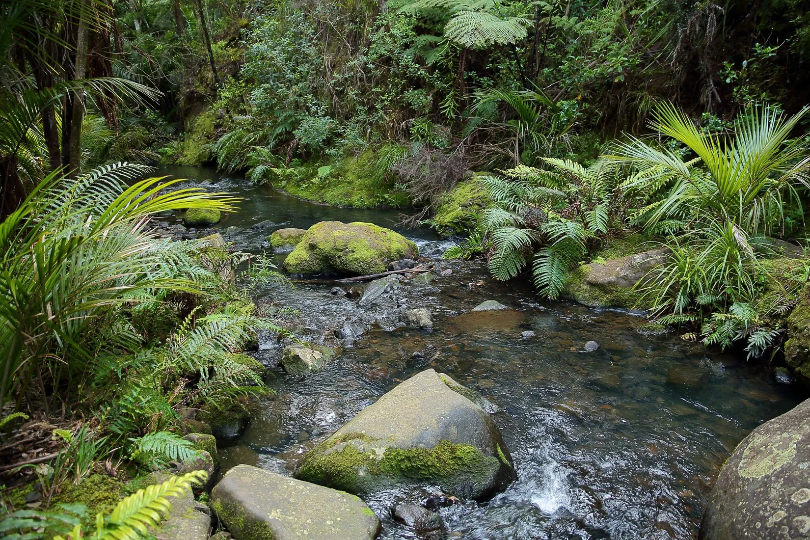 Kitekite Stream-328d.jpg