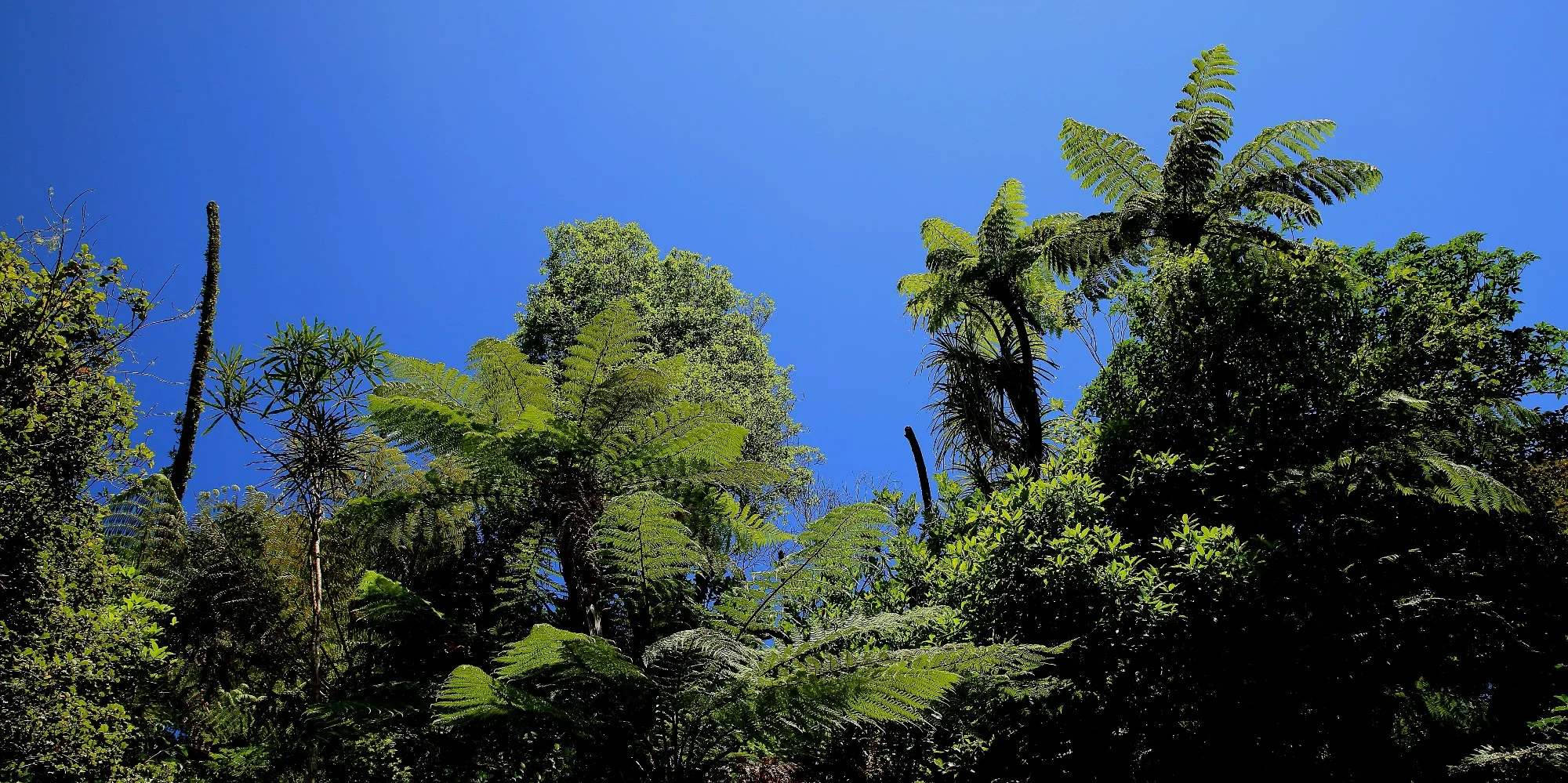 Waitakere Ranges 109d-.jpg