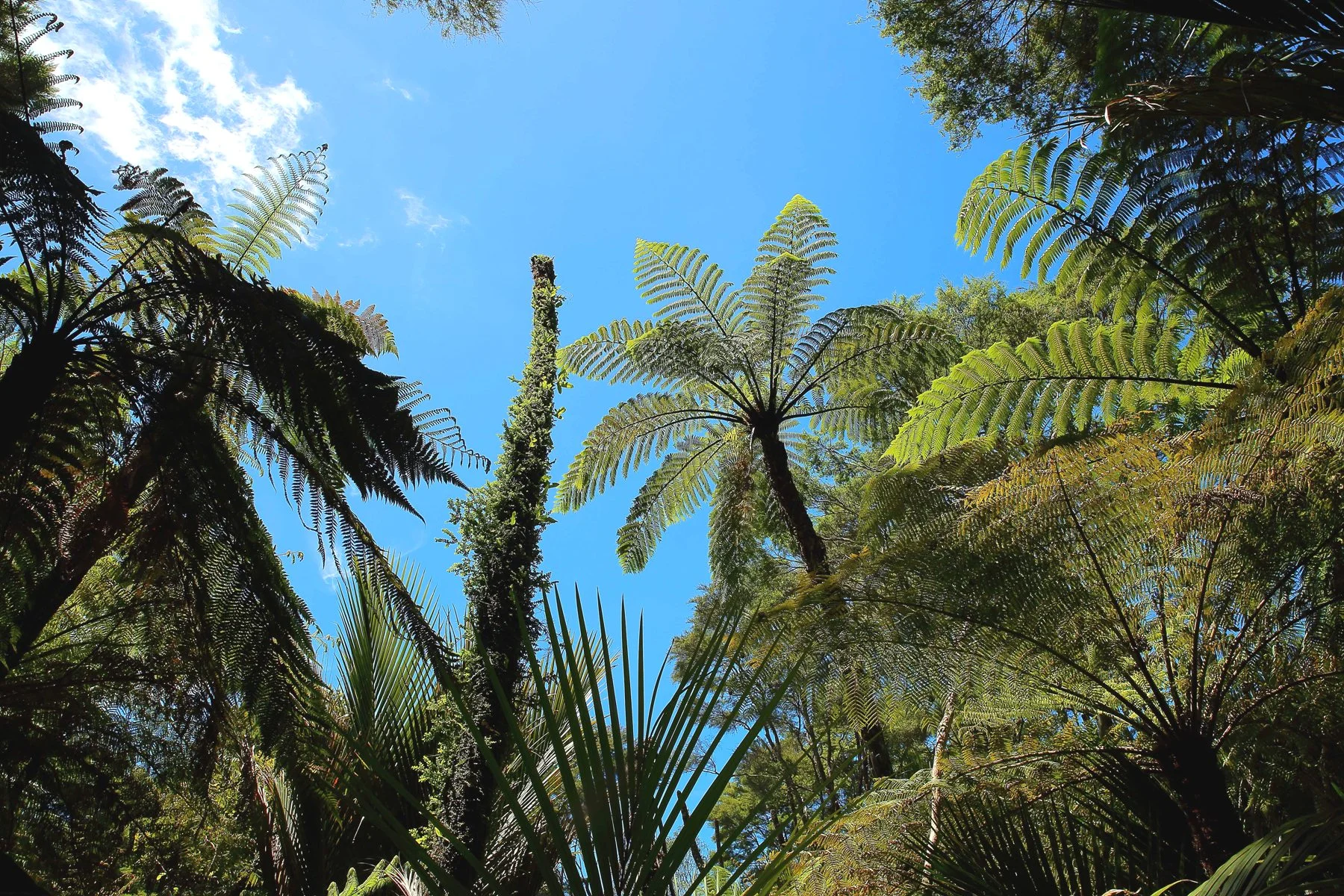 Waitakere Ranges-278d.jpg