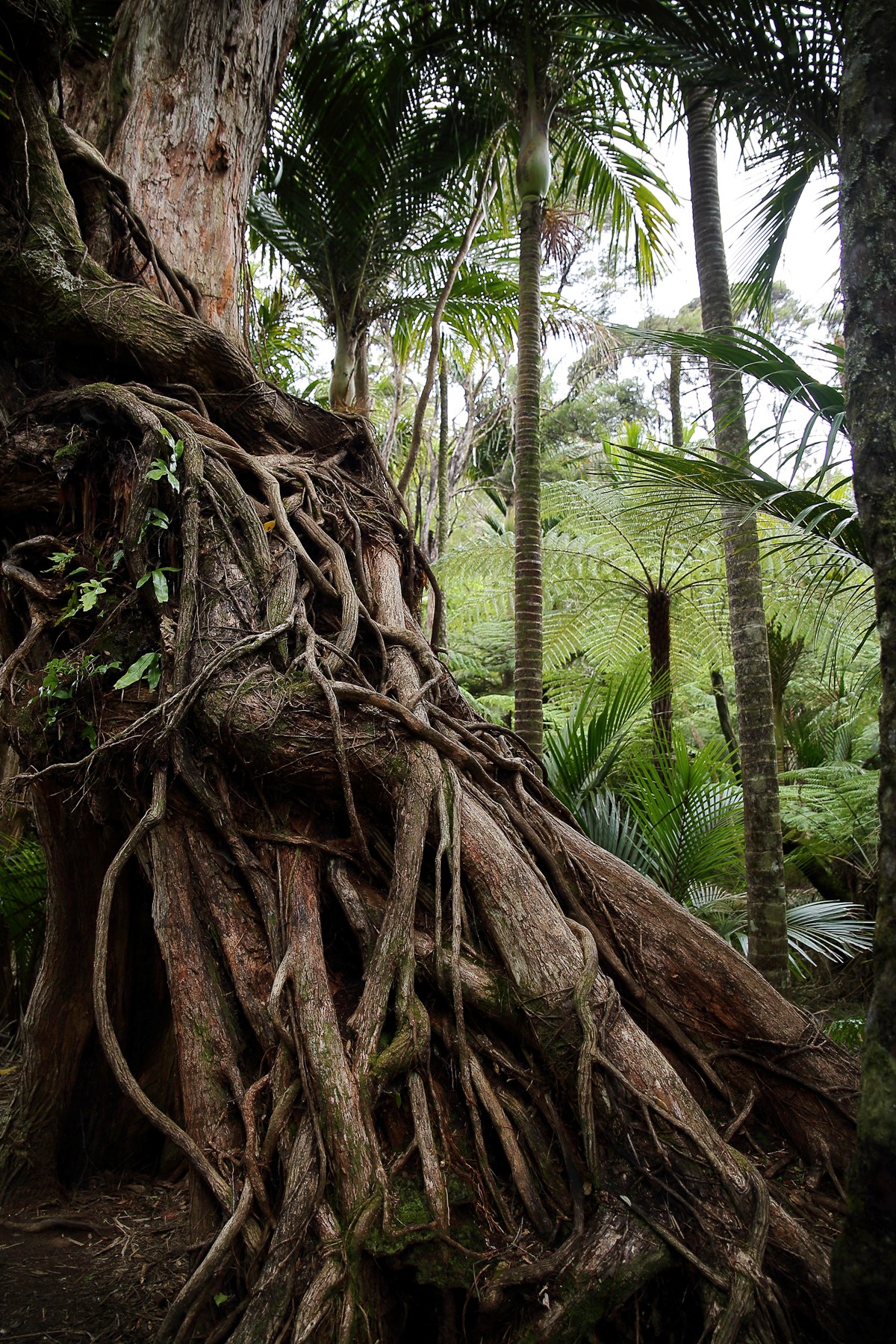 Waitakere Ranges-611d.jpg