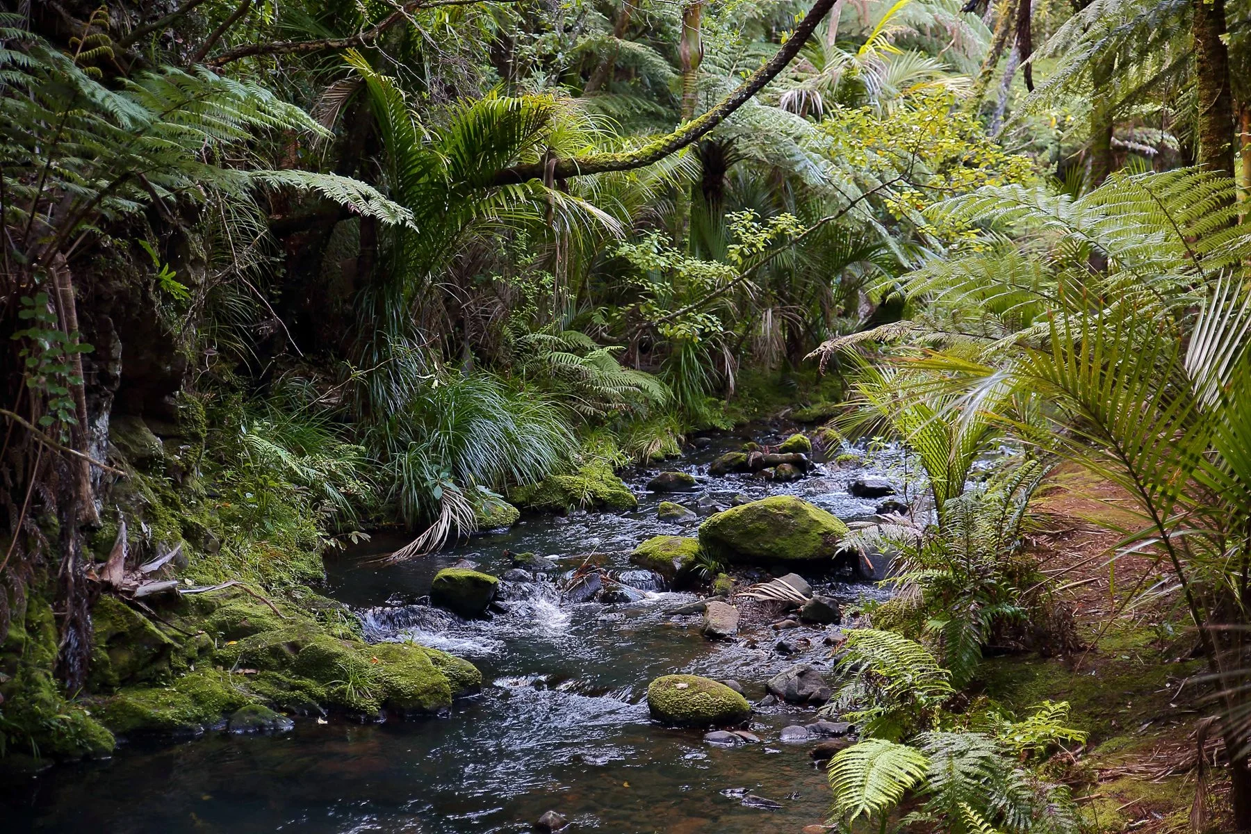Waitakere Stream-311d.jpg