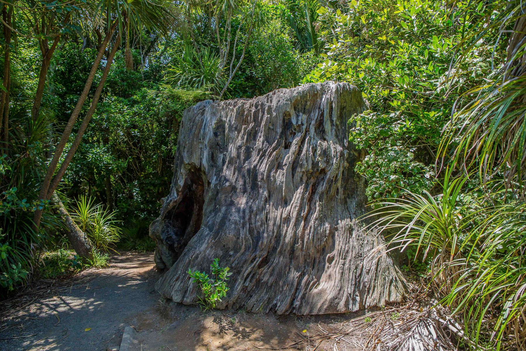 Piha,-352d.jpg