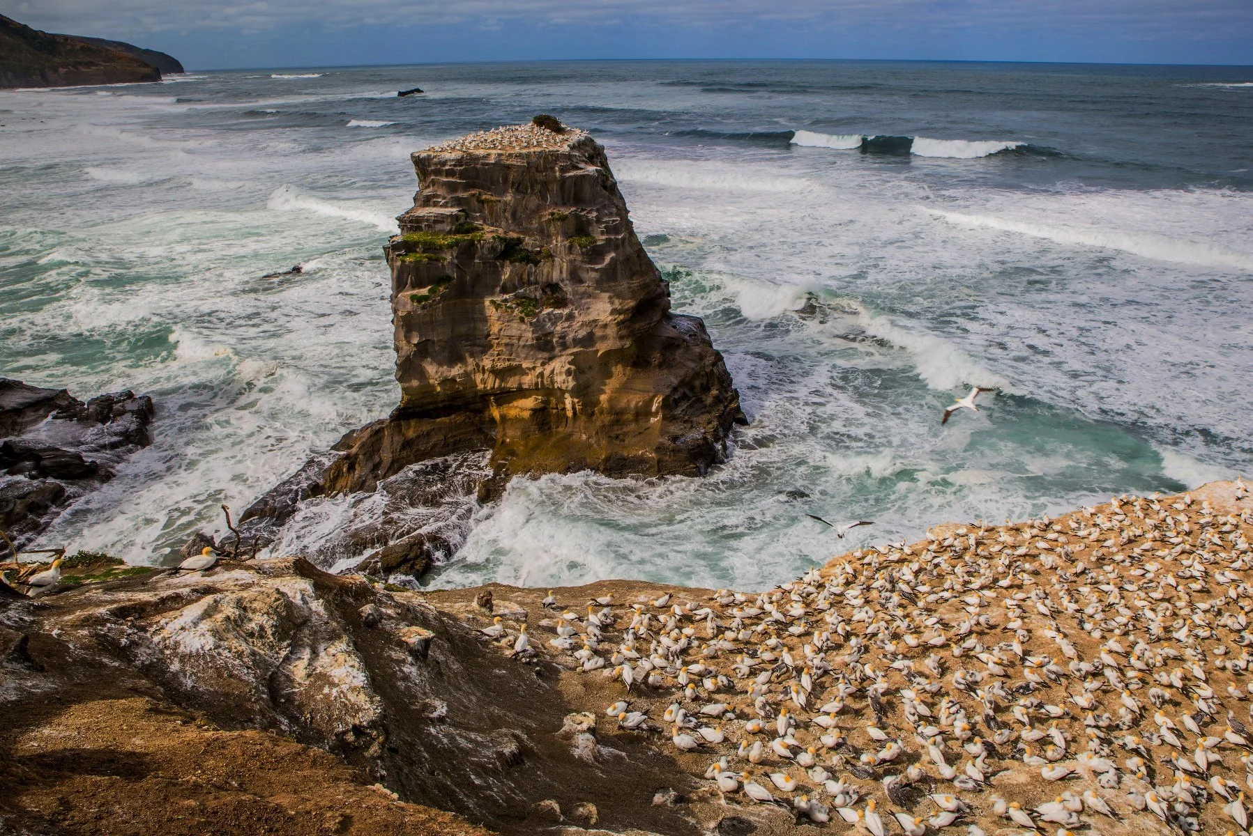 Gannet Colony,Muriwai,-2950d.jpg
