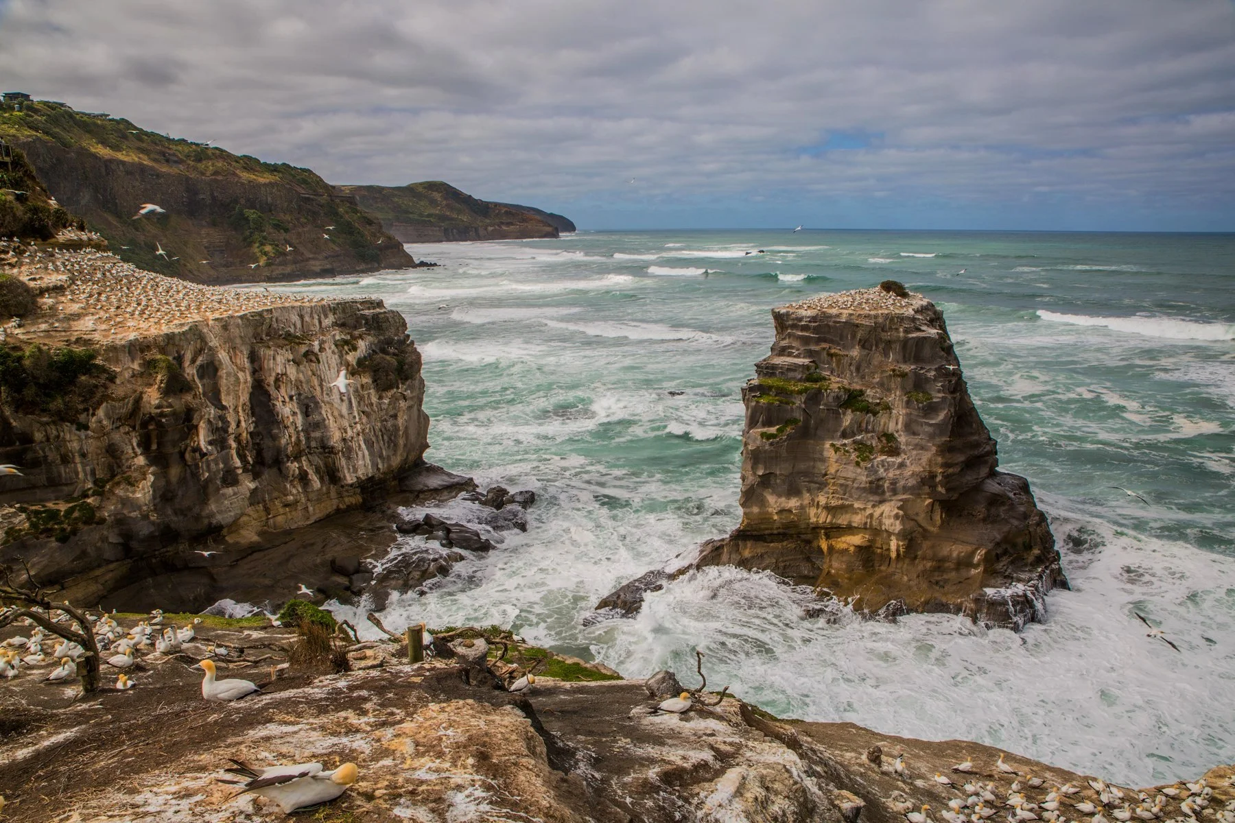 Gannet Colony,Muriwai,-2951d.jpg