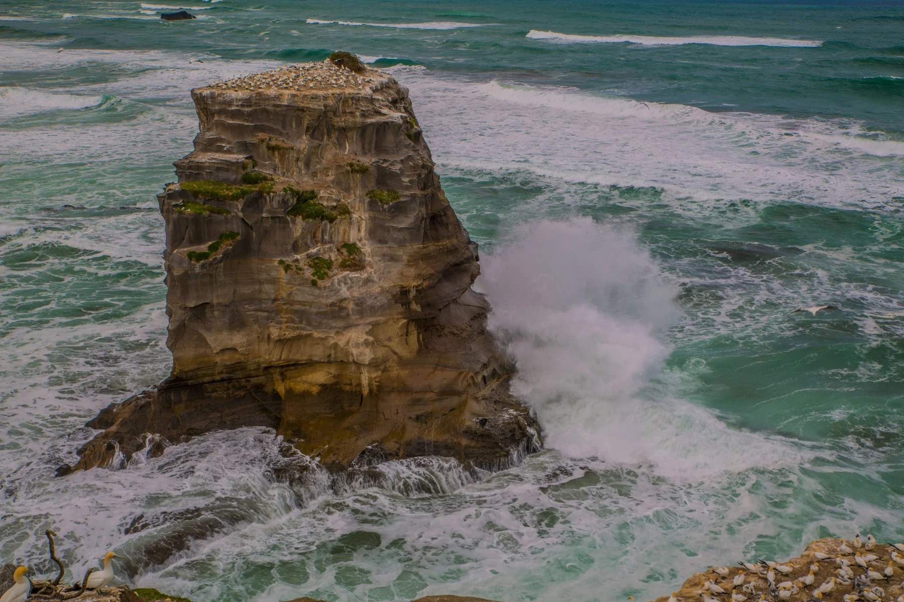 Gannet Colony,Muriwai,-2957d.jpg