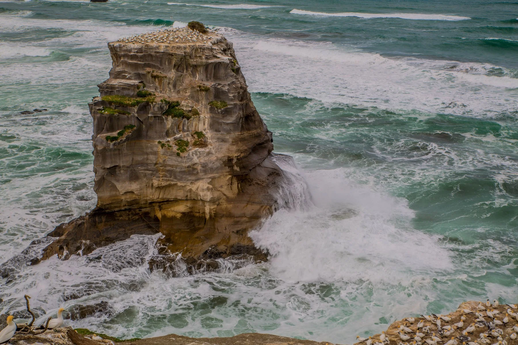 Gannet Colony,Muriwai,-2959d.jpg