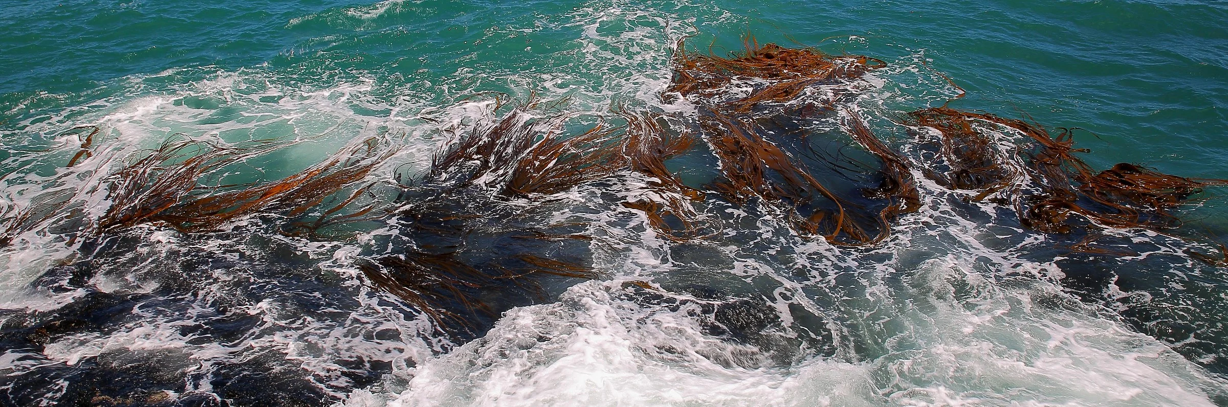 Muriwai Beach,-148d.jpg