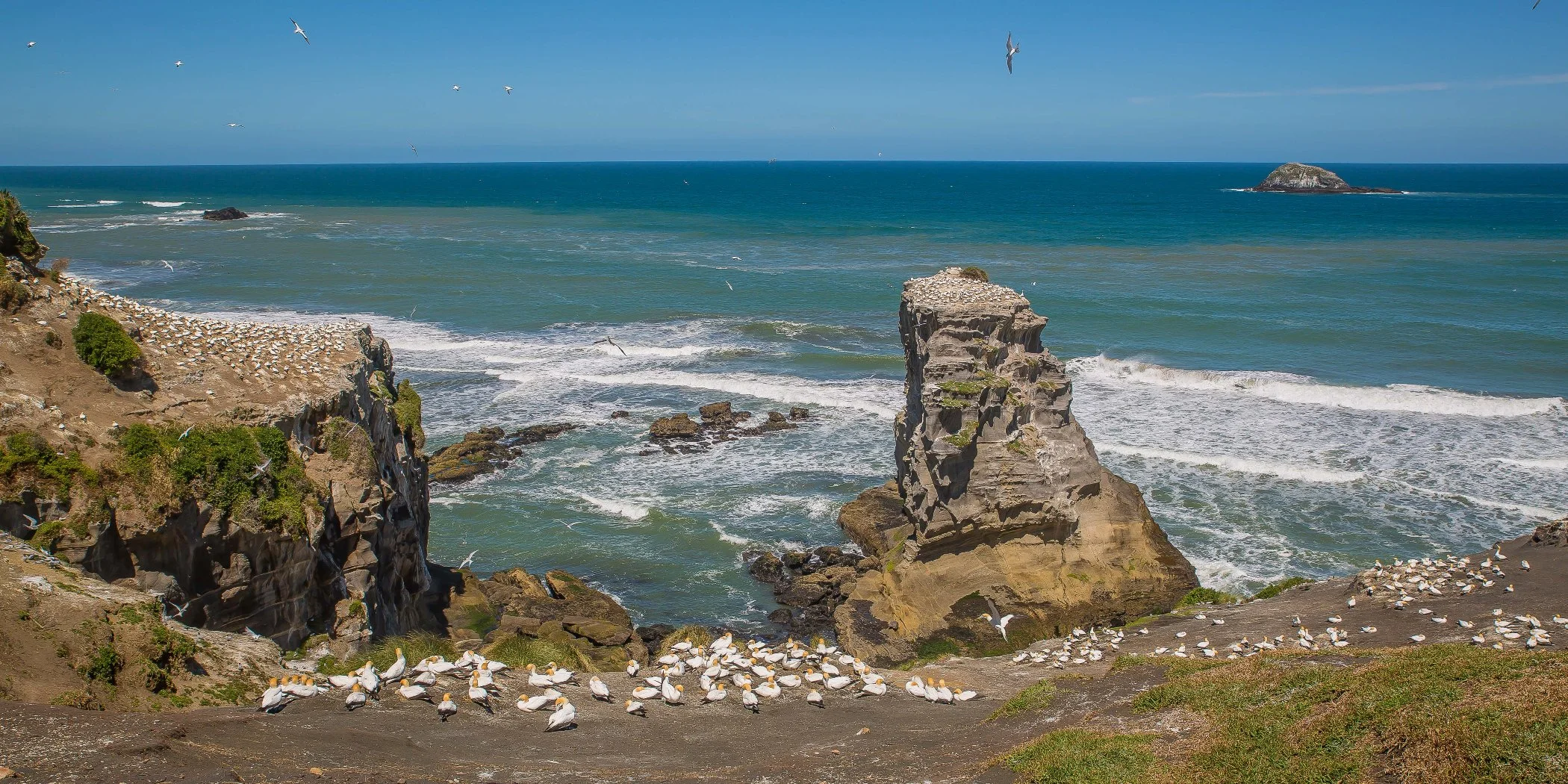 Muriwai Beach,Gannet Colony,-521d.jpg