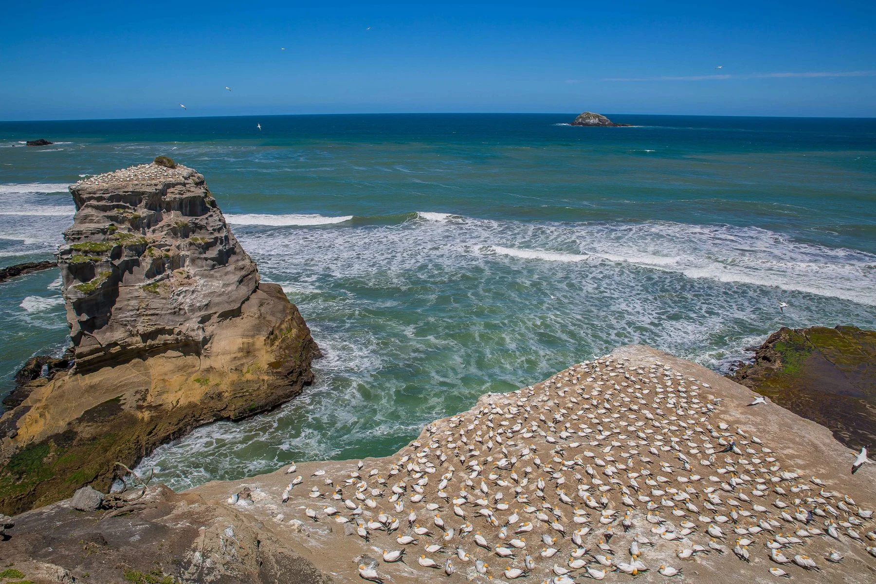 Muriwai Beach,Gannet Colony,-528d.jpg