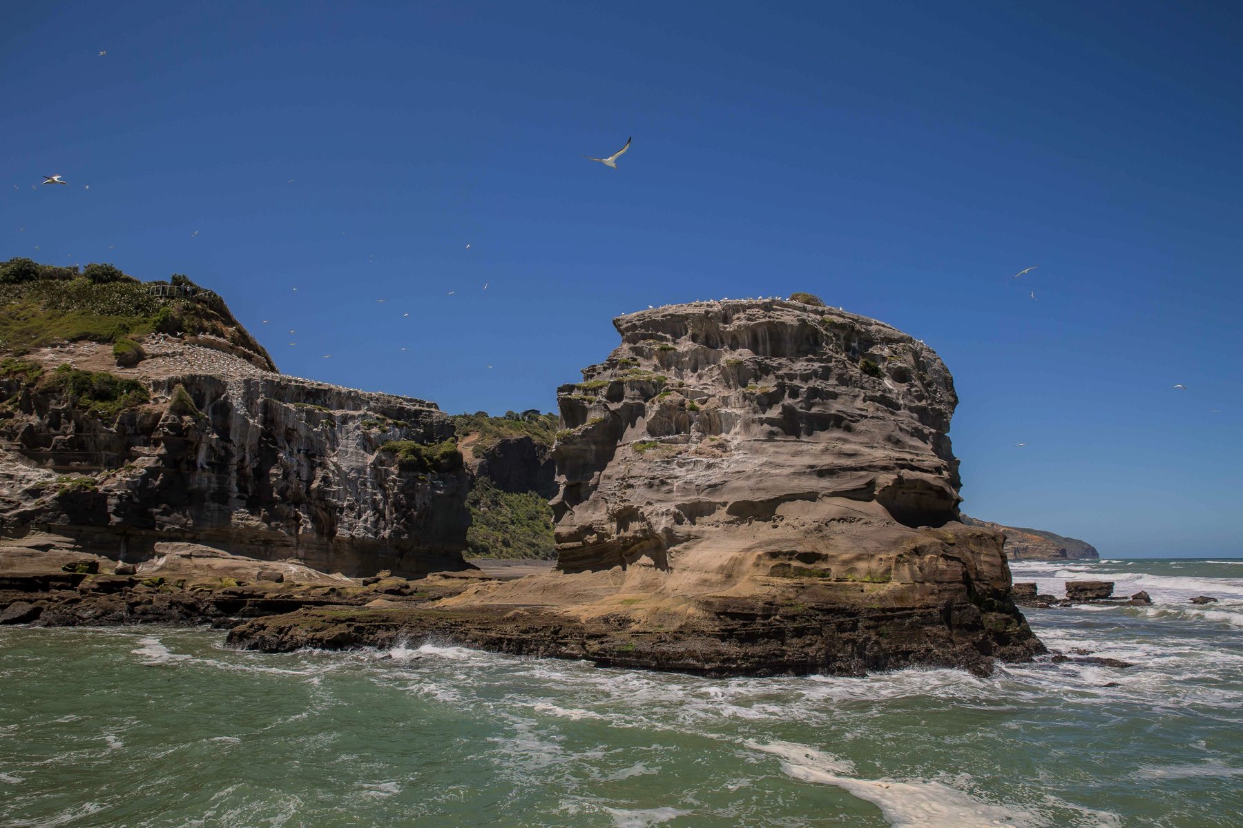 Muriwai Beach,Gannet Colony,-546d.jpg