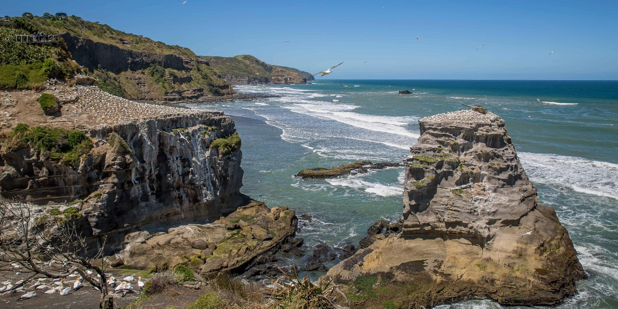 Muriwai Beach,Gannet Colony,-529d.jpg