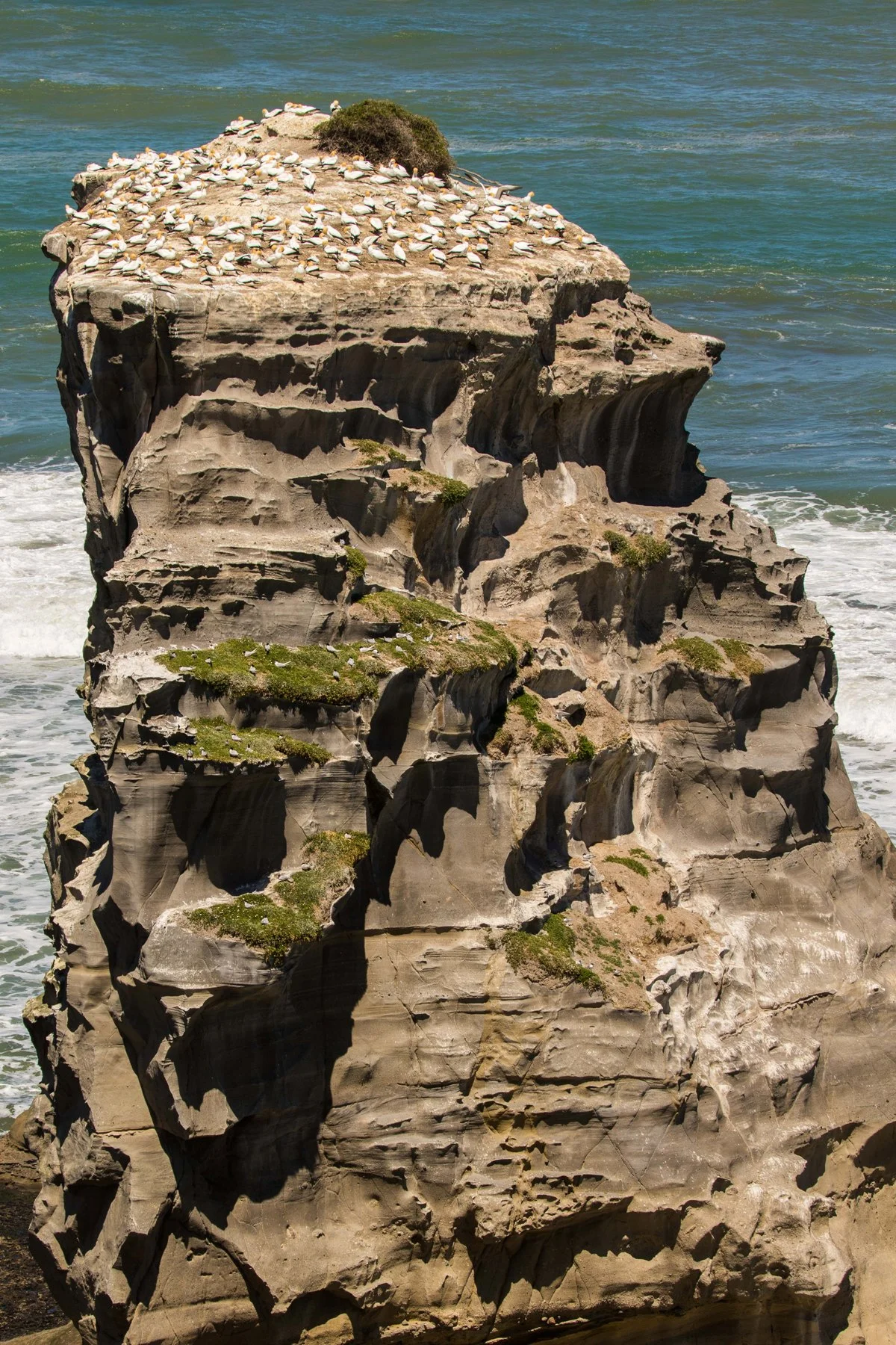 Muriwai Beach,Gannet Colony,-1369d.jpg