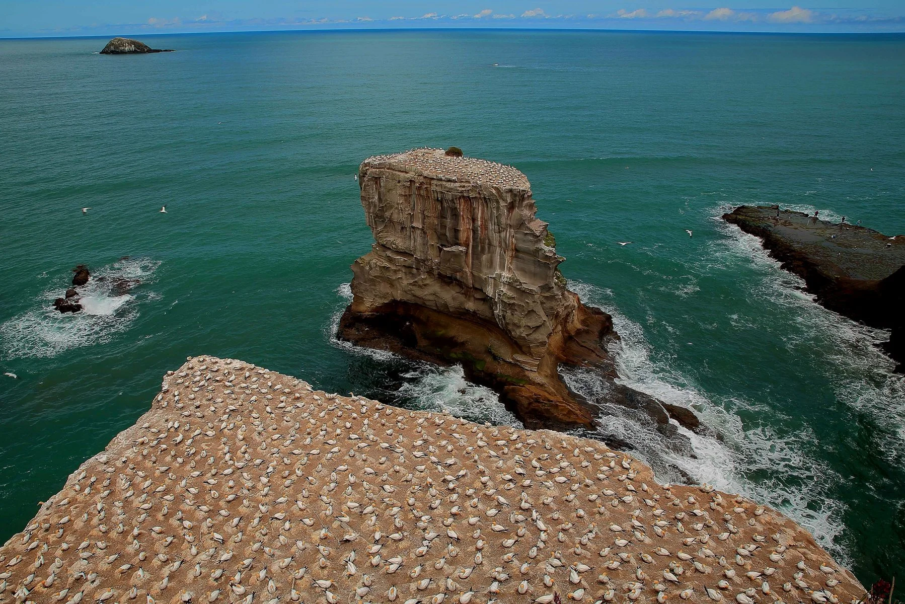 Muriwai Gannet Colony,-058d.jpg