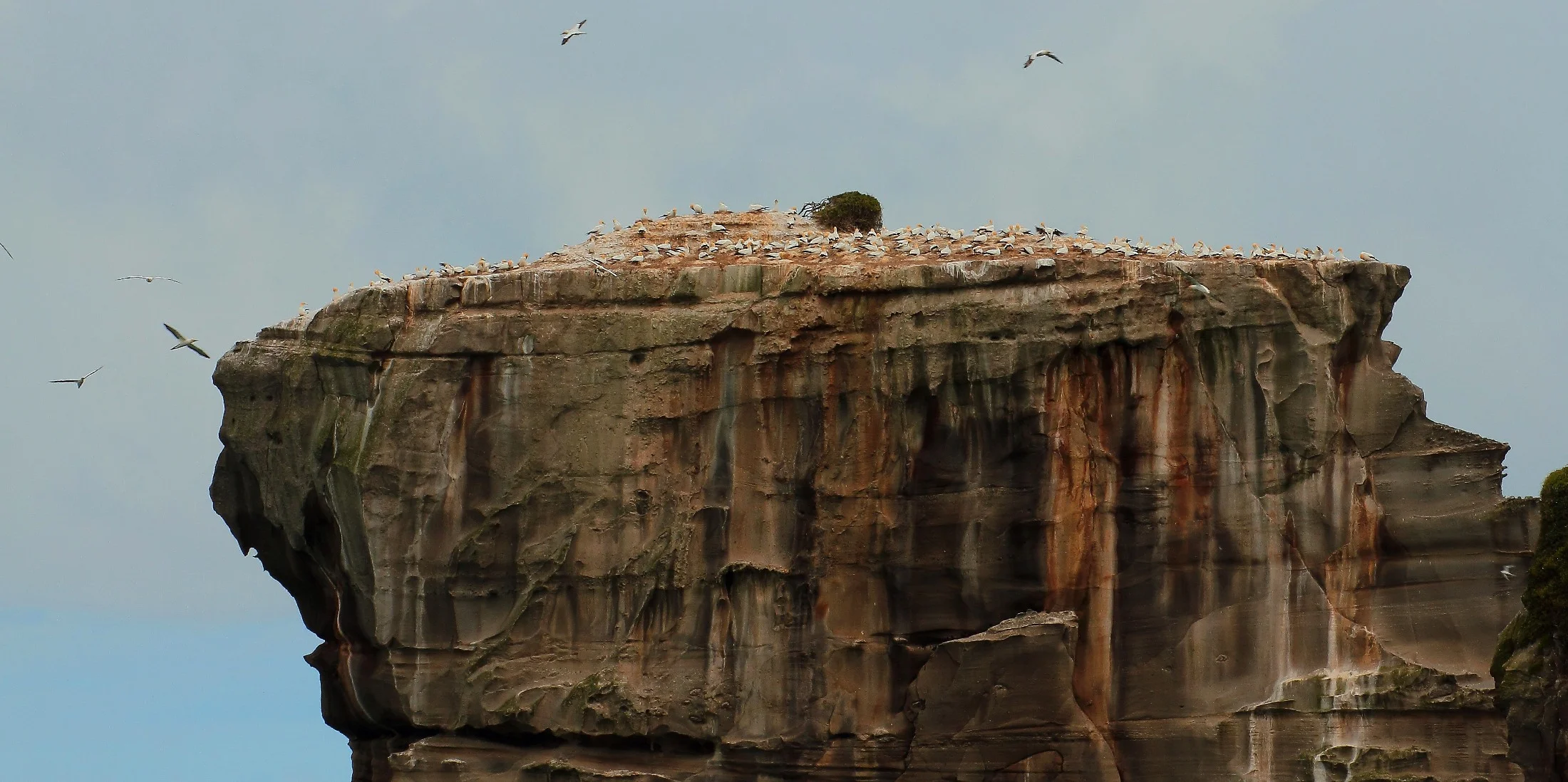 Muriwai Gannet Colony,236d-.jpg