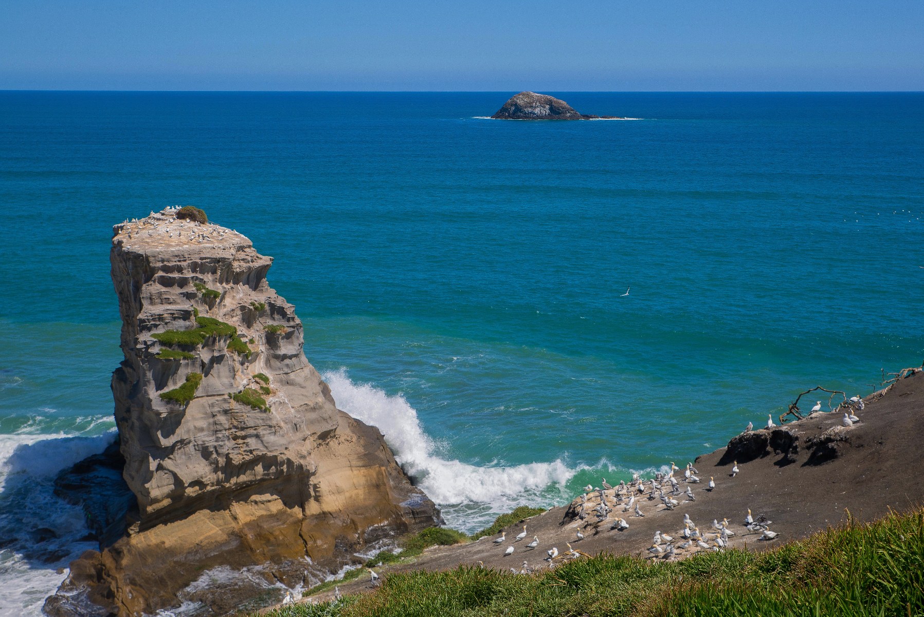 Muriwai Gannet Colony,-576d.jpg