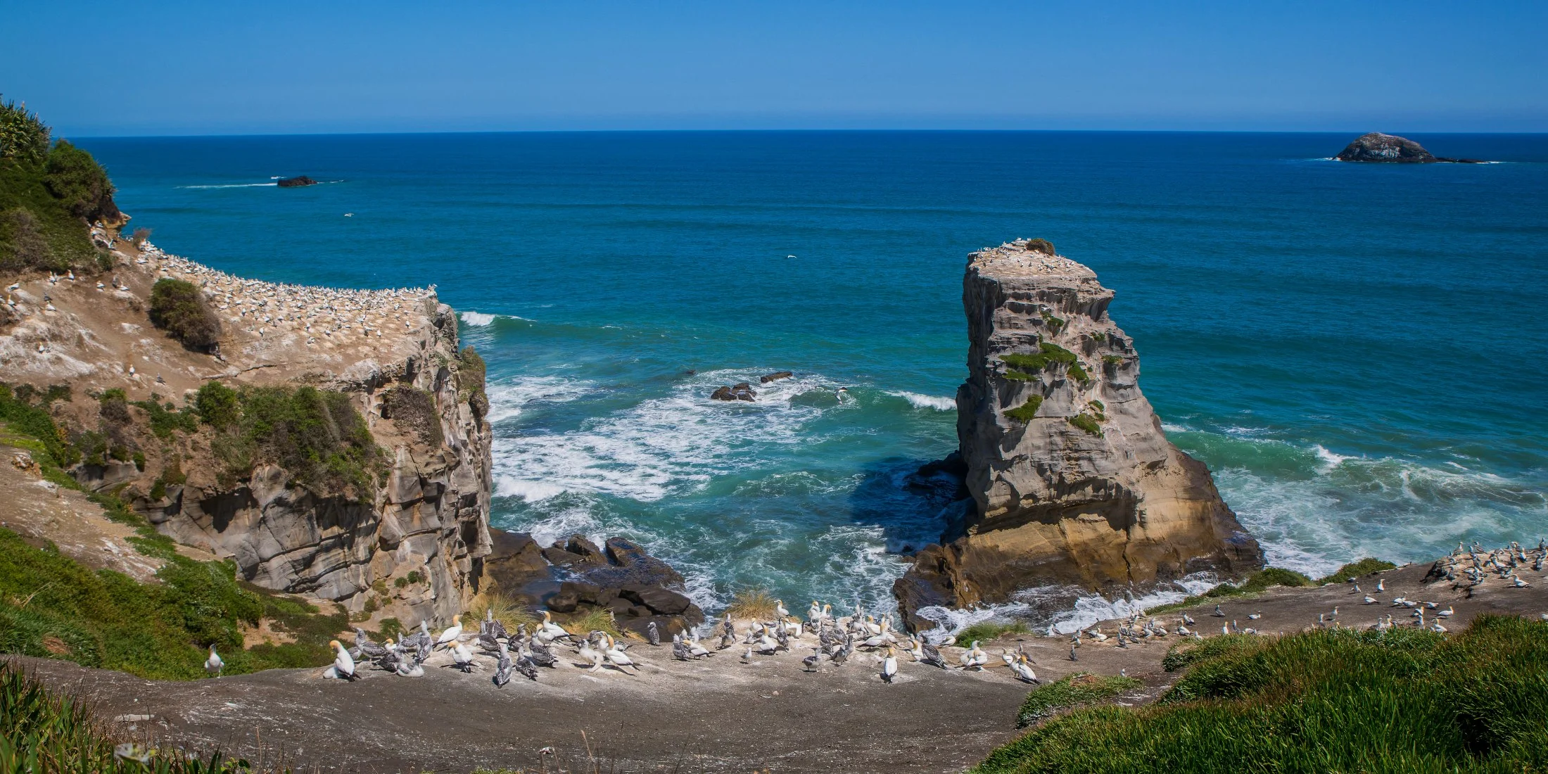 Muriwai Gannet Colony,-570d.jpg