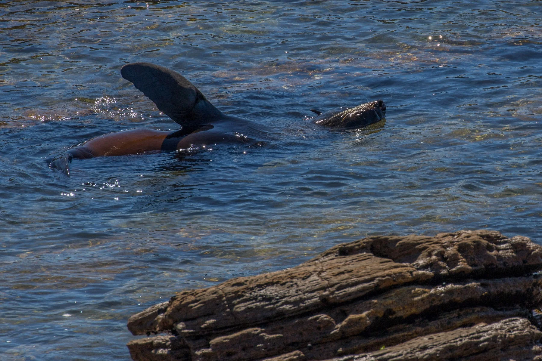Mt Maunganui,-3172d.jpg