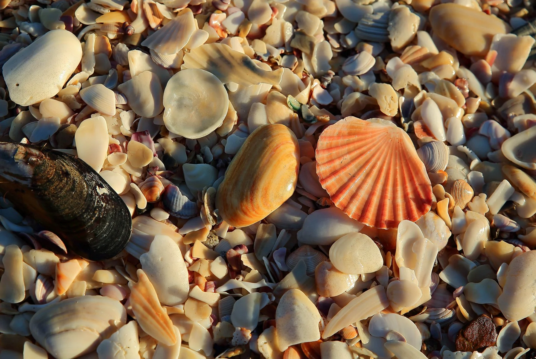 Mt Maunganui,d-231.jpg