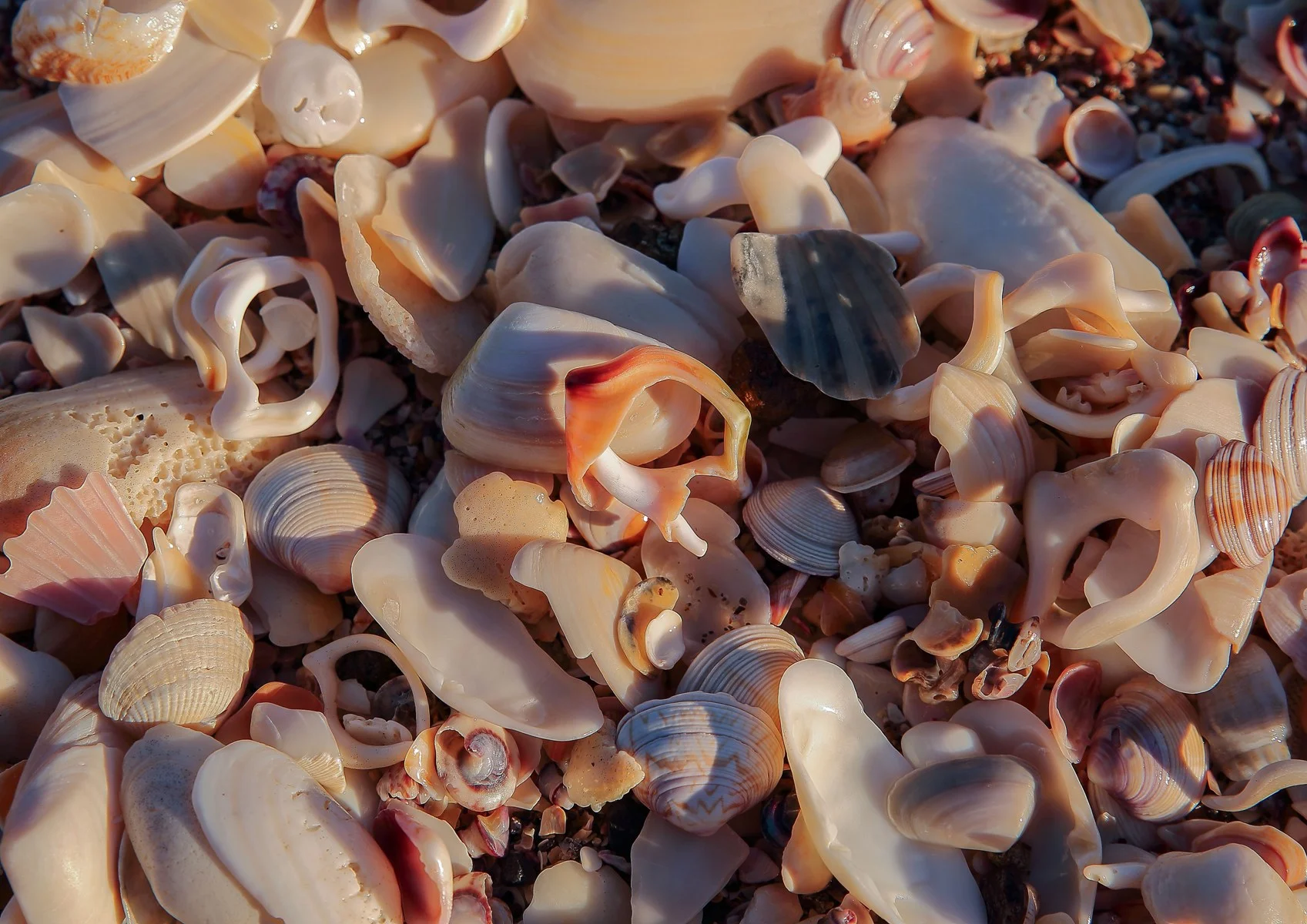 Mt Maunganui,d-233-.jpg