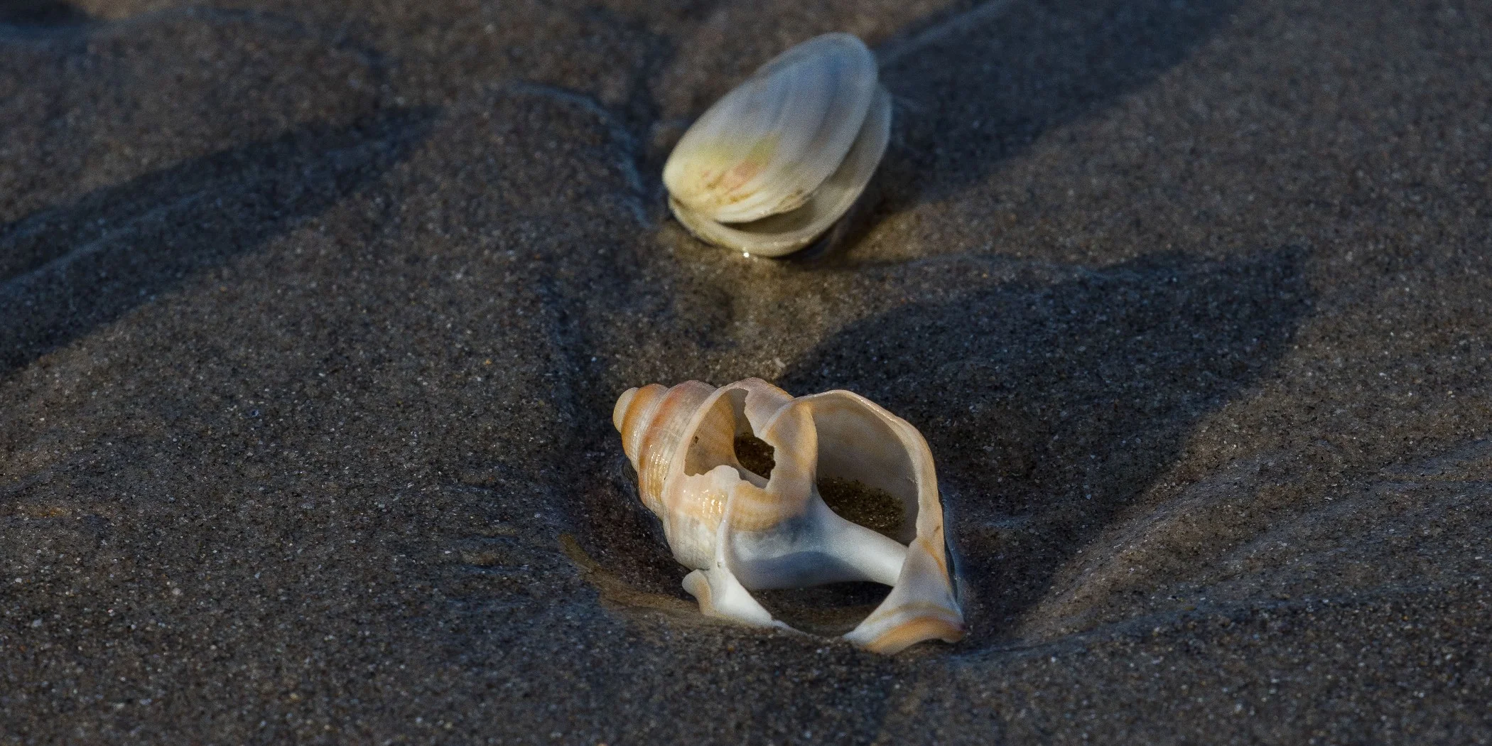 Waihi Beach,d-3135.jpg