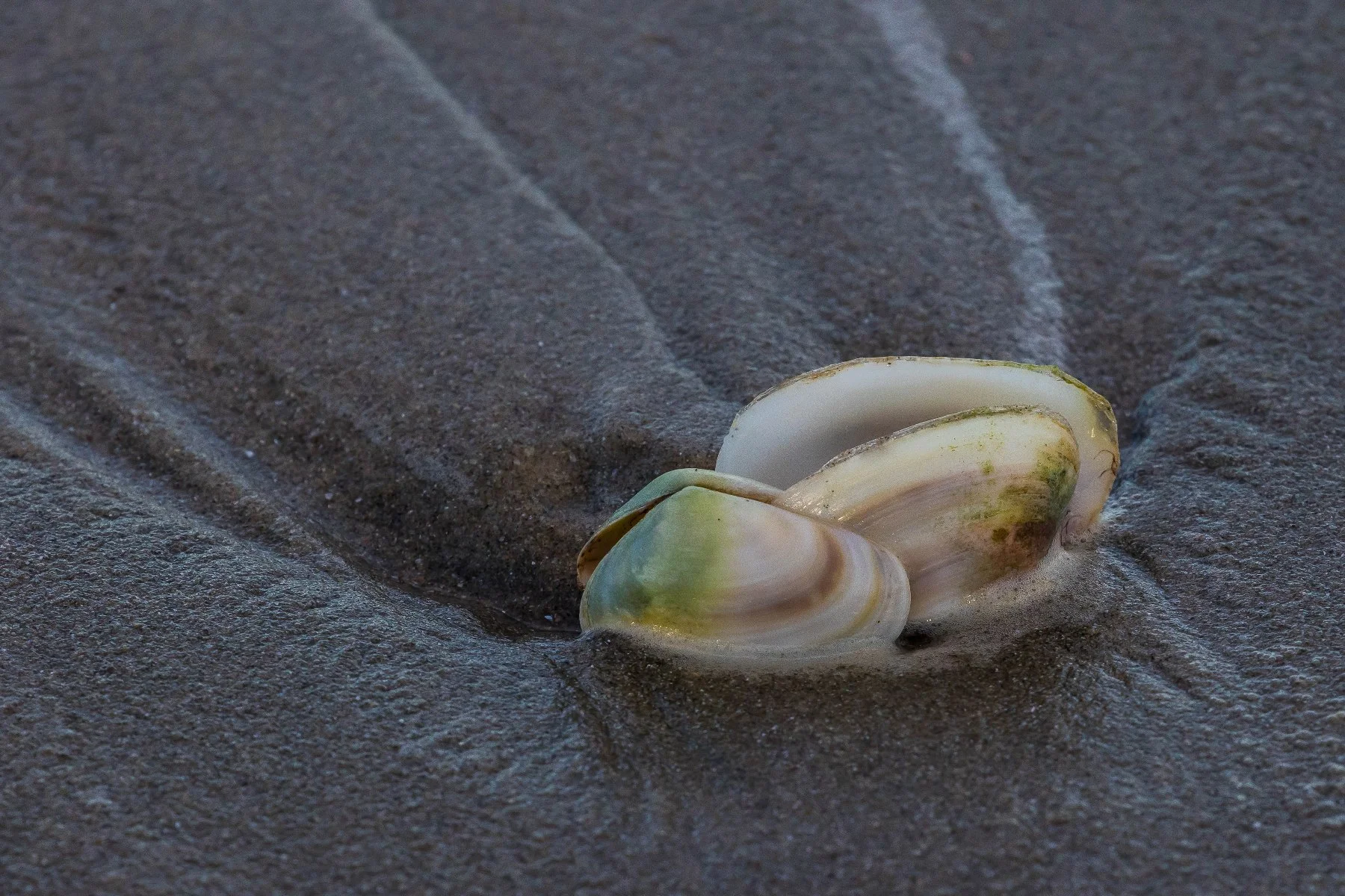 Waihi Beach,d-3138.jpg