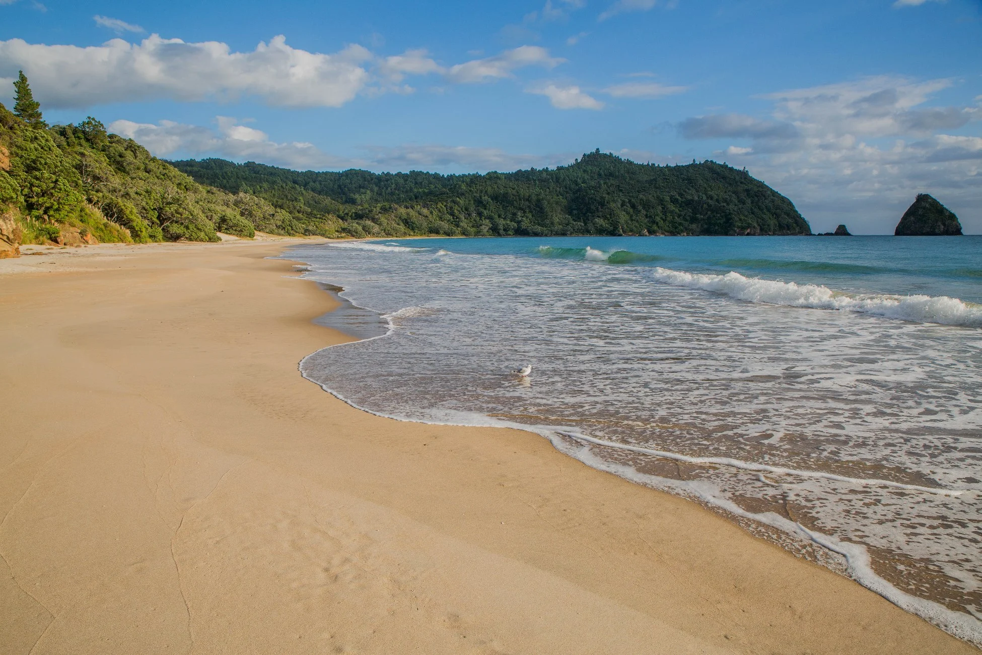 New Chums Beach,d-977.jpg