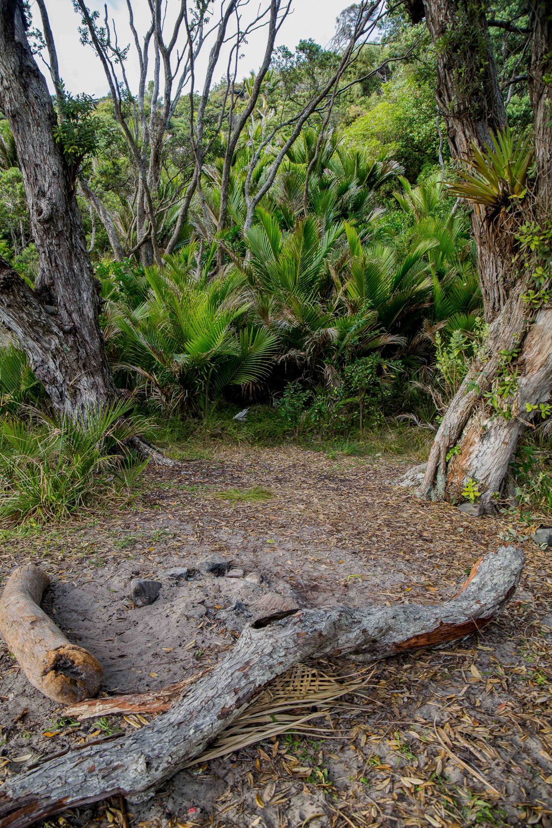 New Chums Beach,d-988.jpg