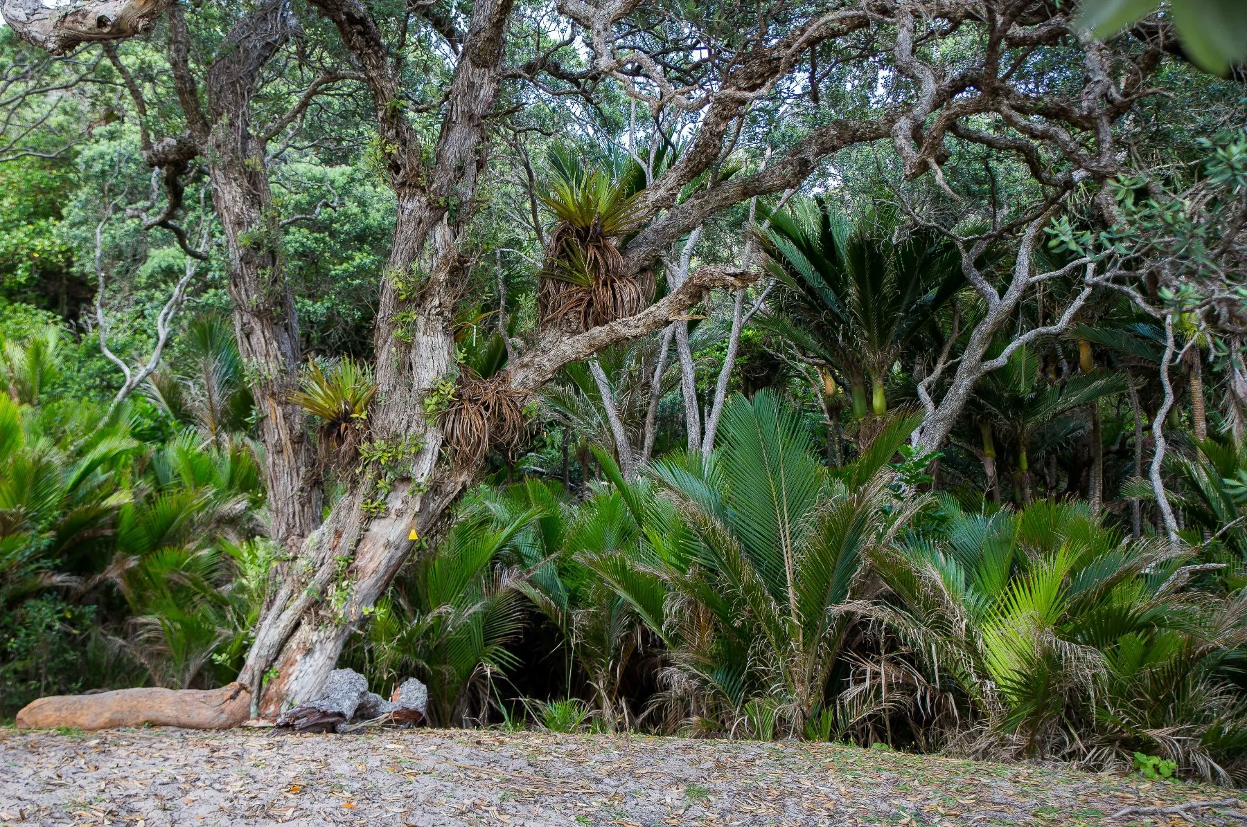 New Chums Beach,d-987.jpg