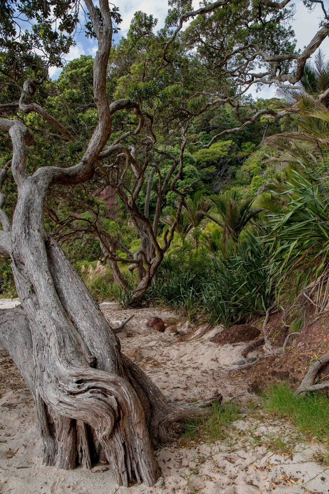 New Chums Beach,d-1017.jpg