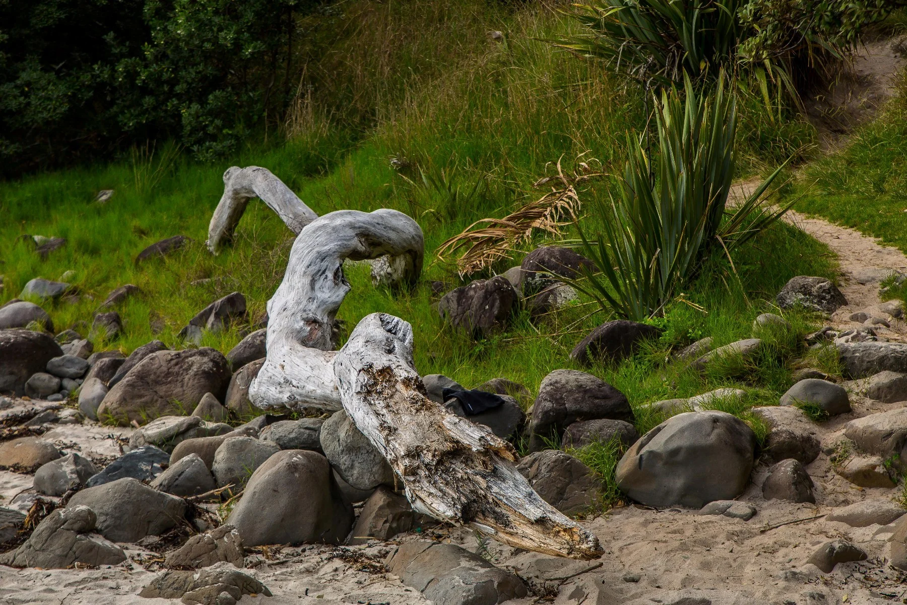 New Chums Beach,d-1019.jpg