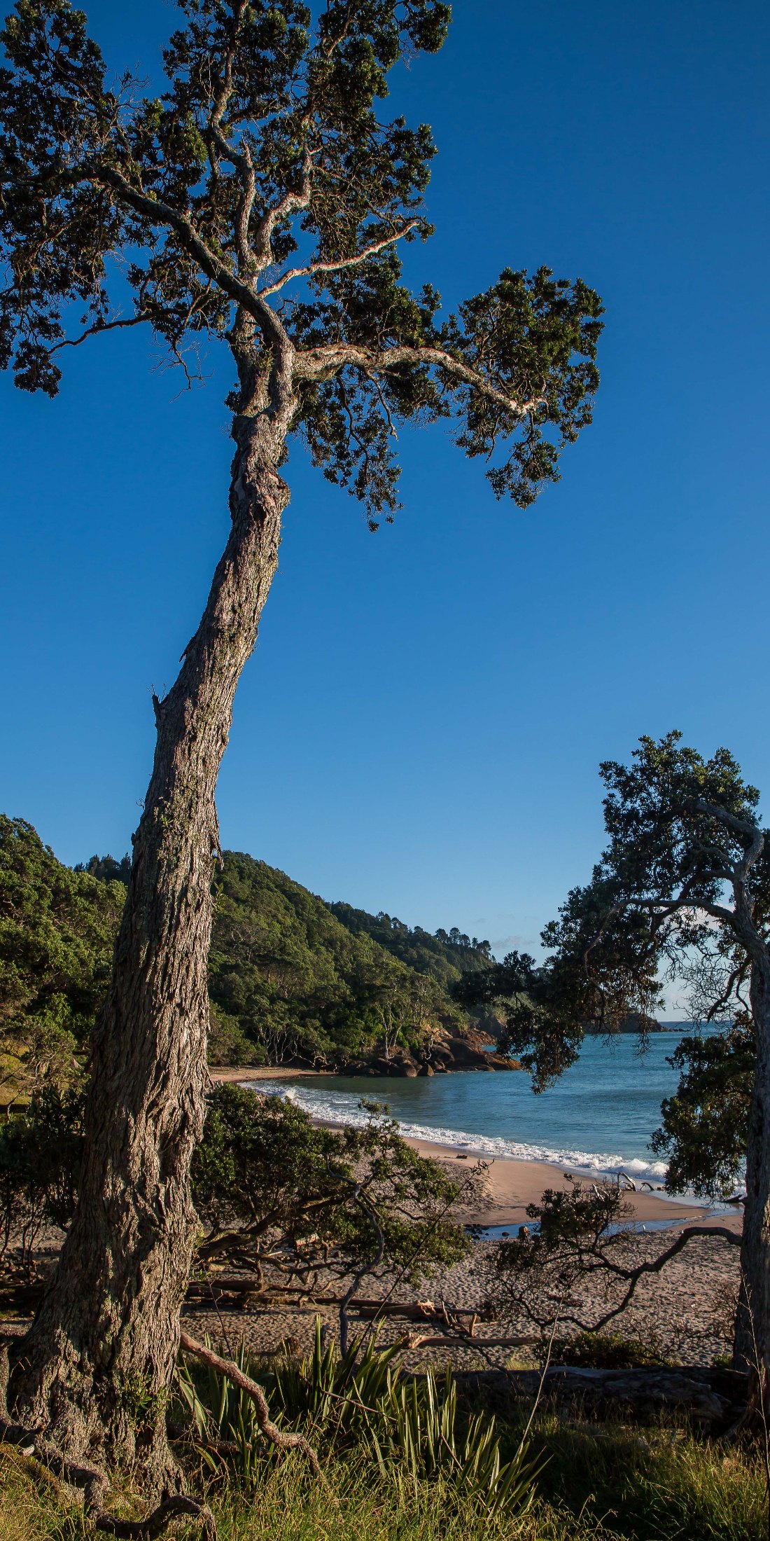 Orokawa Bay,d-117.jpg