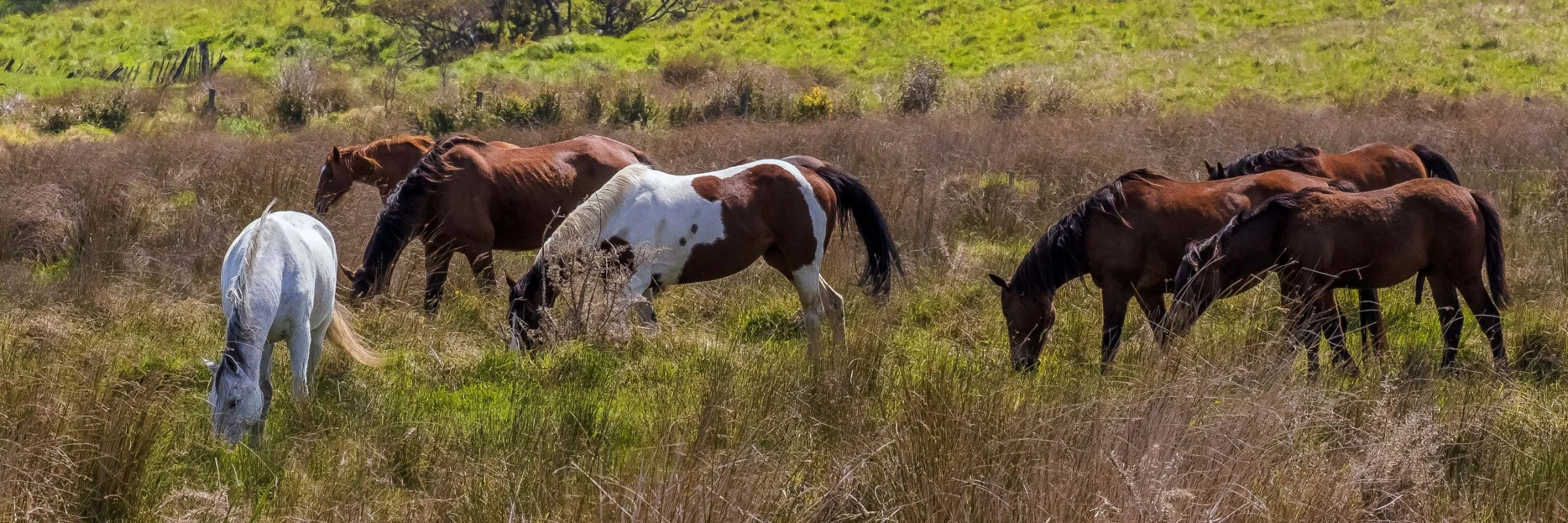 Hatfields Beach,d-023.jpg